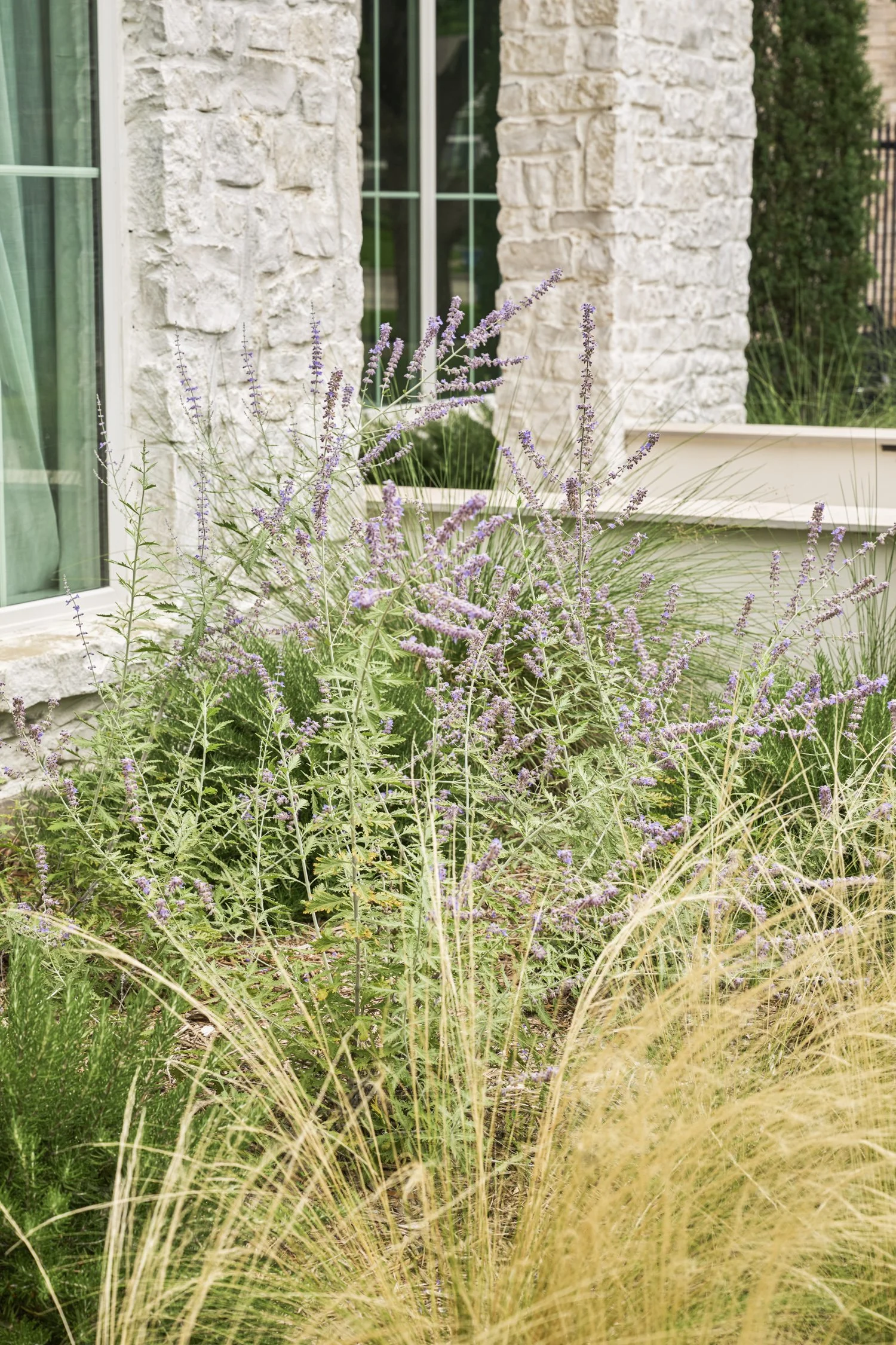 California-inspired front yard landscape with layered Ornamental Grasses in Dallas, TX | Designed by Caroline Higgins Design