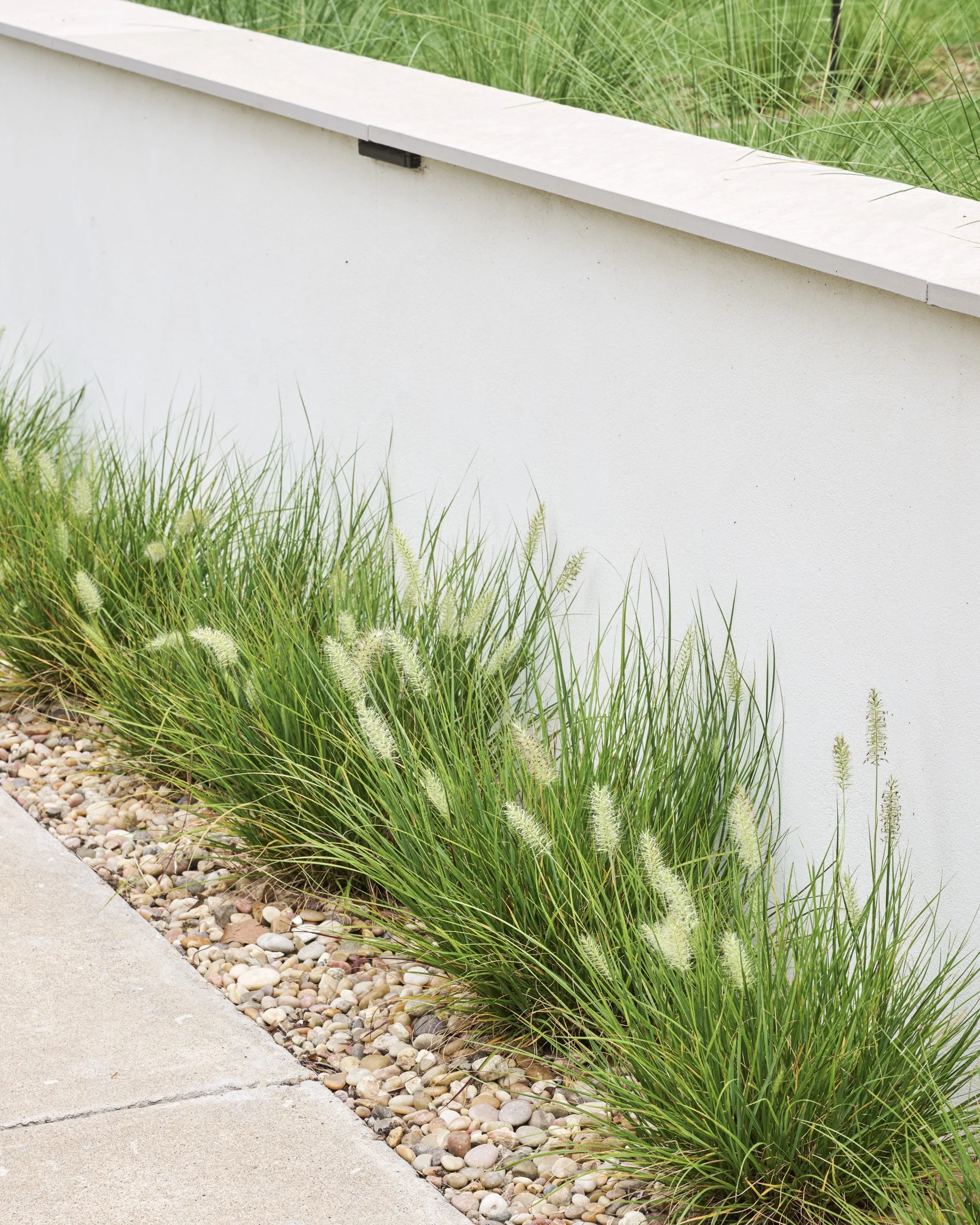 California-inspired front yard landscape with layered Ornamental Grasses in Dallas, TX | Designed by Caroline Higgins Design