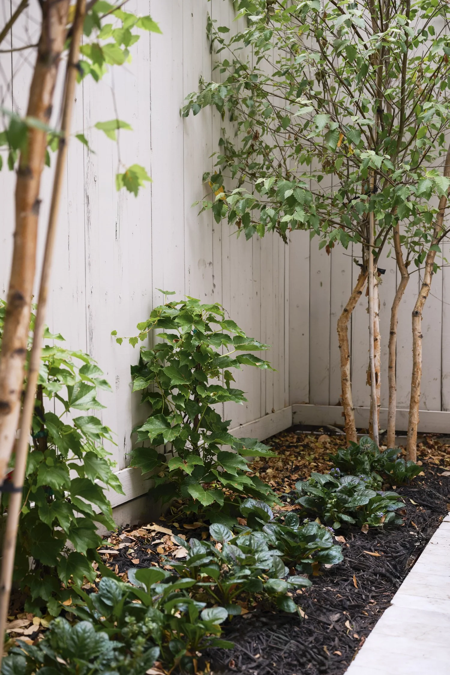 Welborn Courtyard Turtle Creek Dallas
Designed by Caroline Higgins of Caroline Higgins Design
Install by Victory Landscapes
Photography by Kate Iwanski of K8 Creative