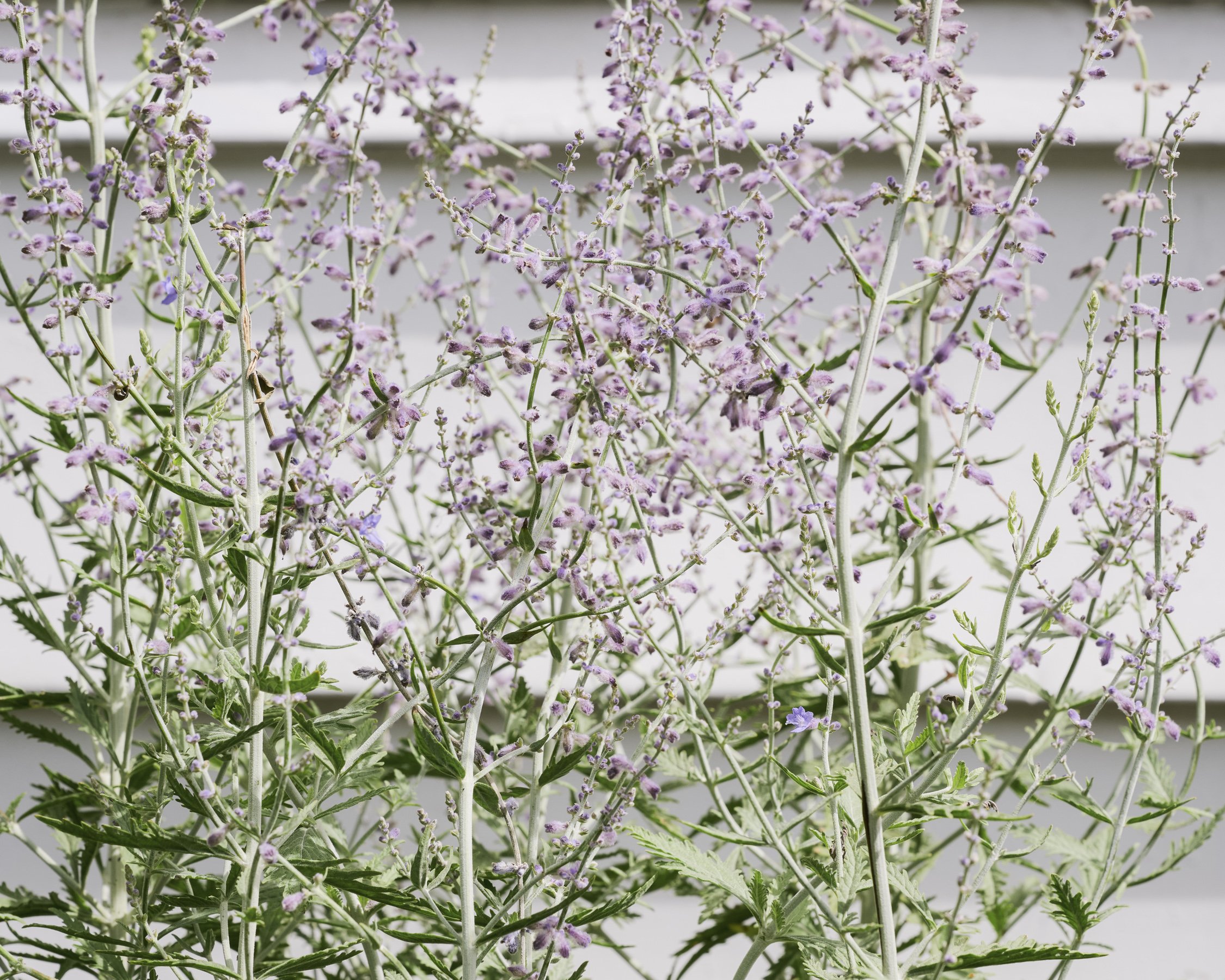 Close-up of a flowering plant with small purple flowers and green leaves, on a white background.