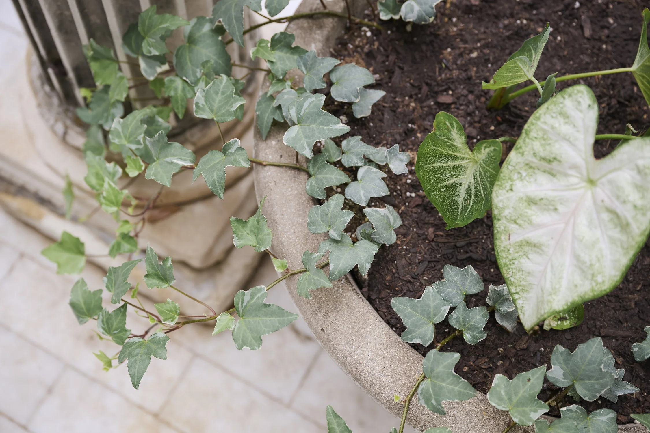 Welborn Courtyard Turtle Creek Dallas
Designed by Caroline Higgins of Caroline Higgins Design
Install by Victory Landscapes
Photography by Kate Iwanski of K8 Creative