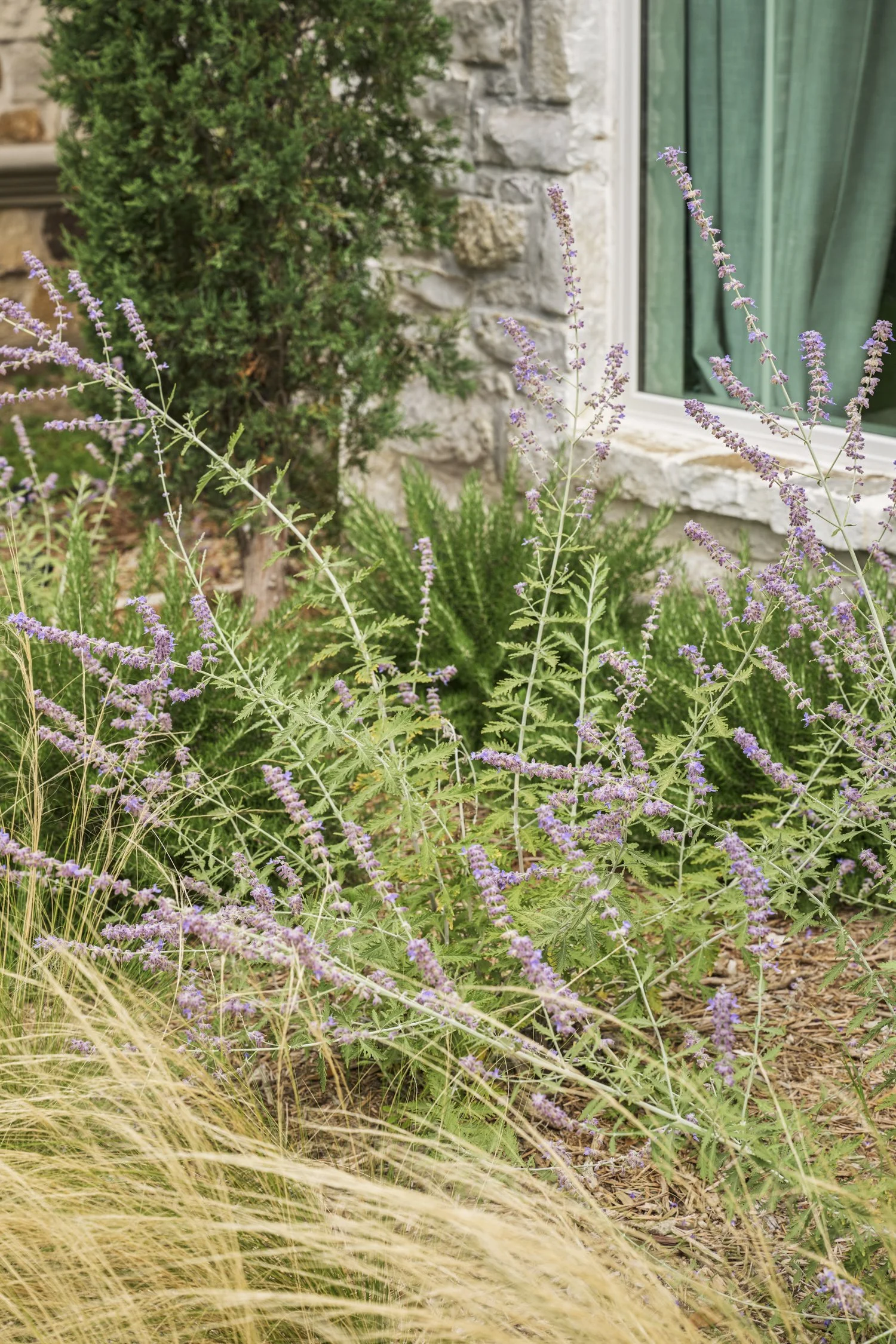 California-inspired front yard landscape with layered Ornamental Grasses in Dallas, TX | Designed by Caroline Higgins Design