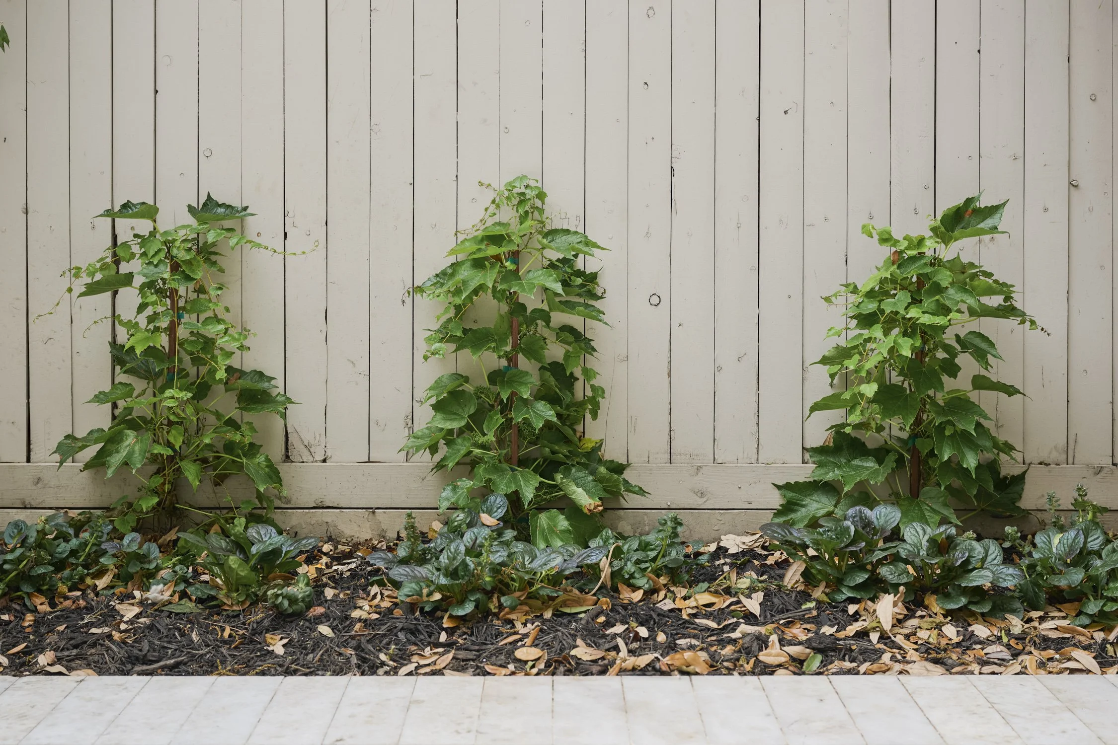 Welborn Courtyard Turtle Creek Dallas
Designed by Caroline Higgins of Caroline Higgins Design
Install by Victory Landscapes
Photography by Kate Iwanski of K8 Creative