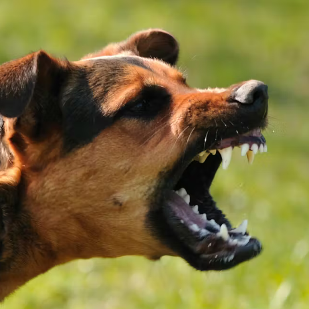 A brown and black dog with its mouth open, showing teeth, in a grassy outdoor setting.