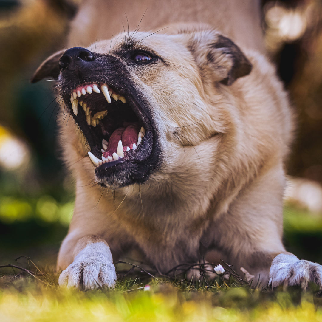Aggressive dog growling or barking with teeth exposed, lying on grass outdoors.