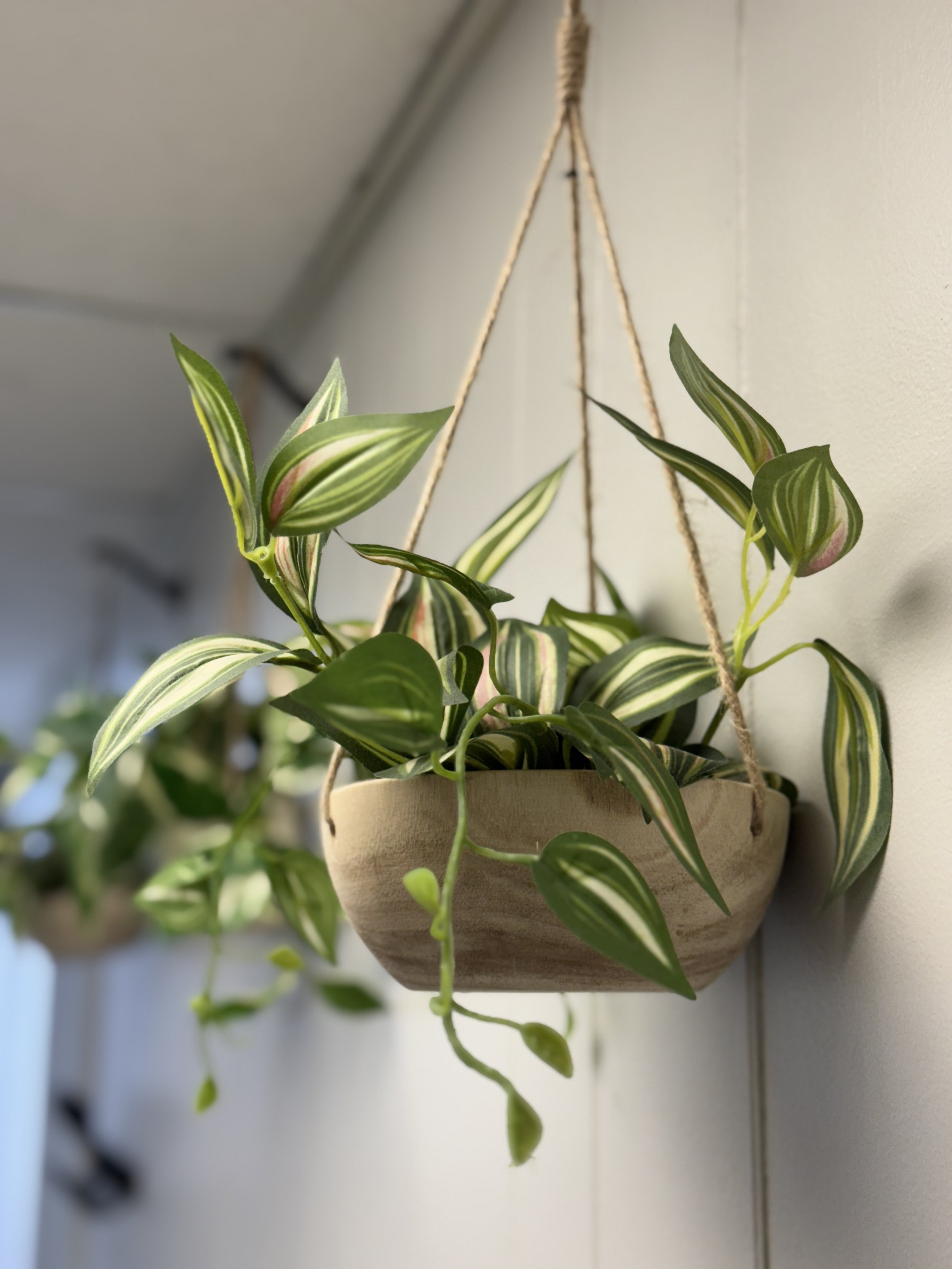 A hanging plant in a beige ceramic pot with green and white striped leaves, mounted on a light-colored wall.