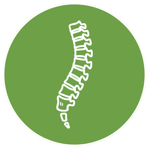 Illustration of a human spine on a green circular background.