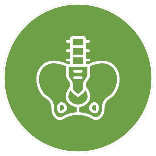 Line drawing of a human pelvis with a spinal column, on a green circular background.
