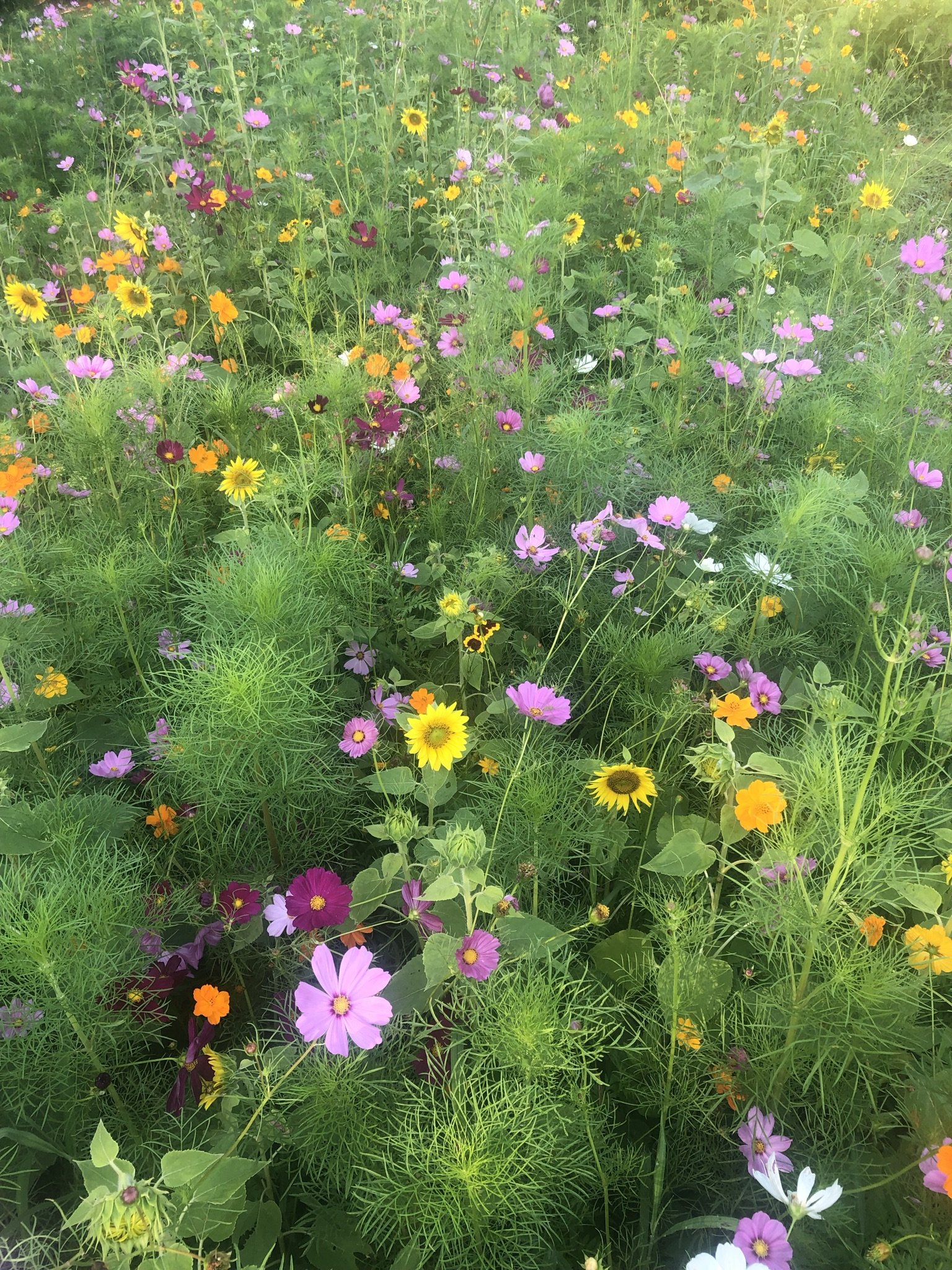 wild flowers.JPEG
