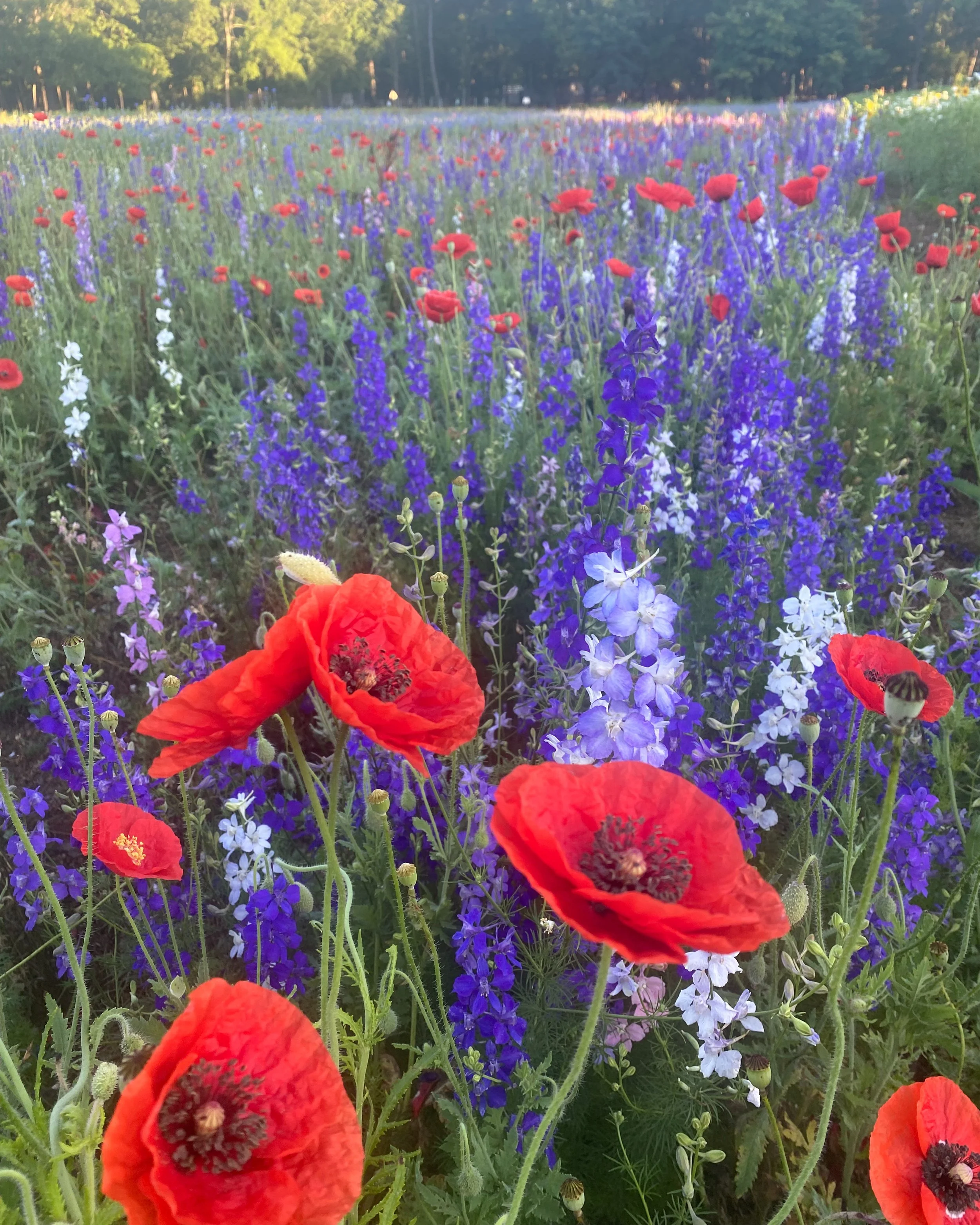 poppies bachelor.JPEG