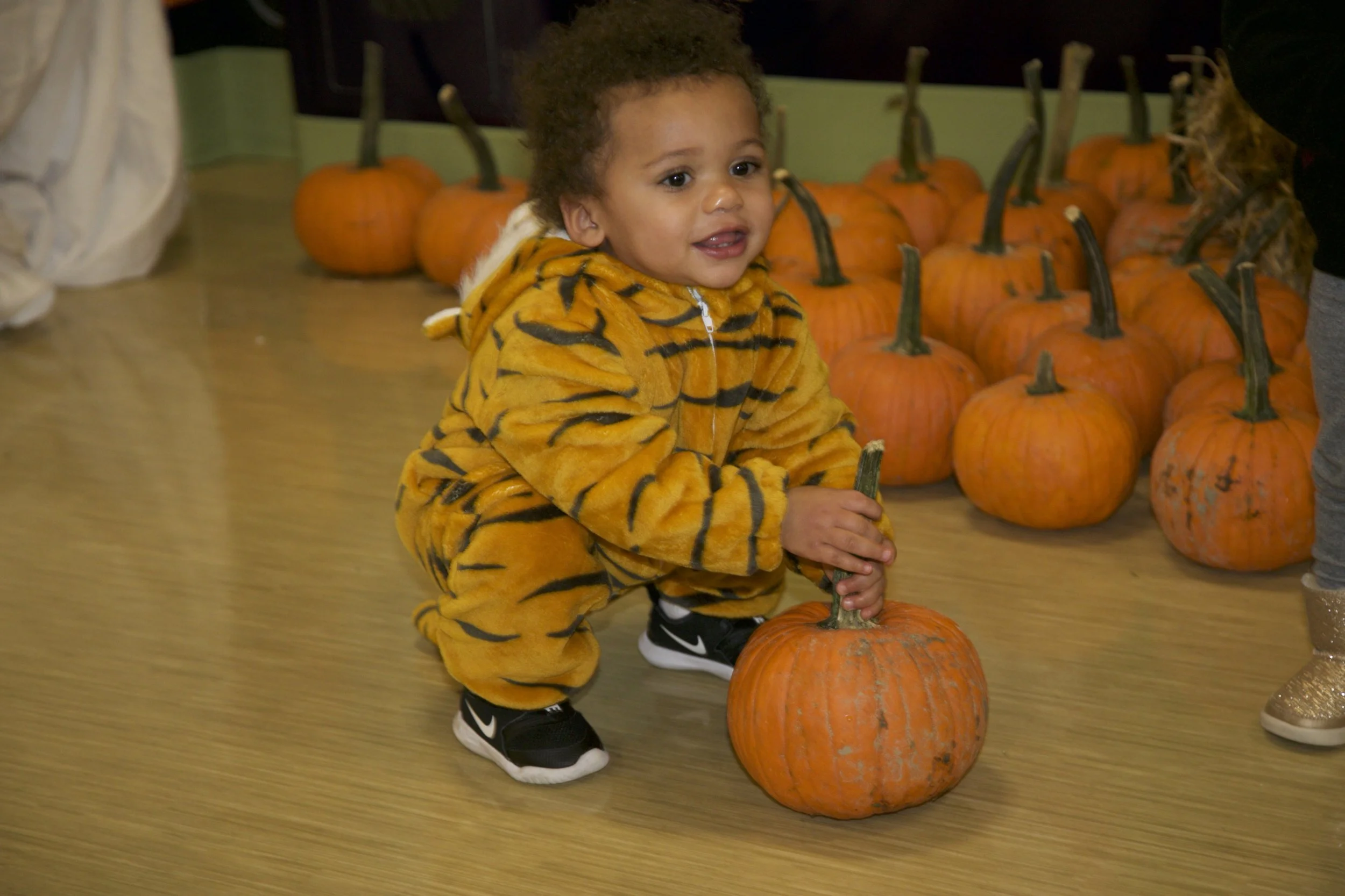 A young child dressed in a tiger costume kneeling on a wooden floor, holding a pumpkin with a green stem, surrounded by more pumpkins in the background.
