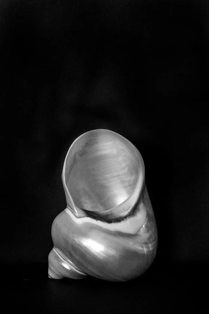 A large silver seashell with a smooth, shiny surface against a black background.