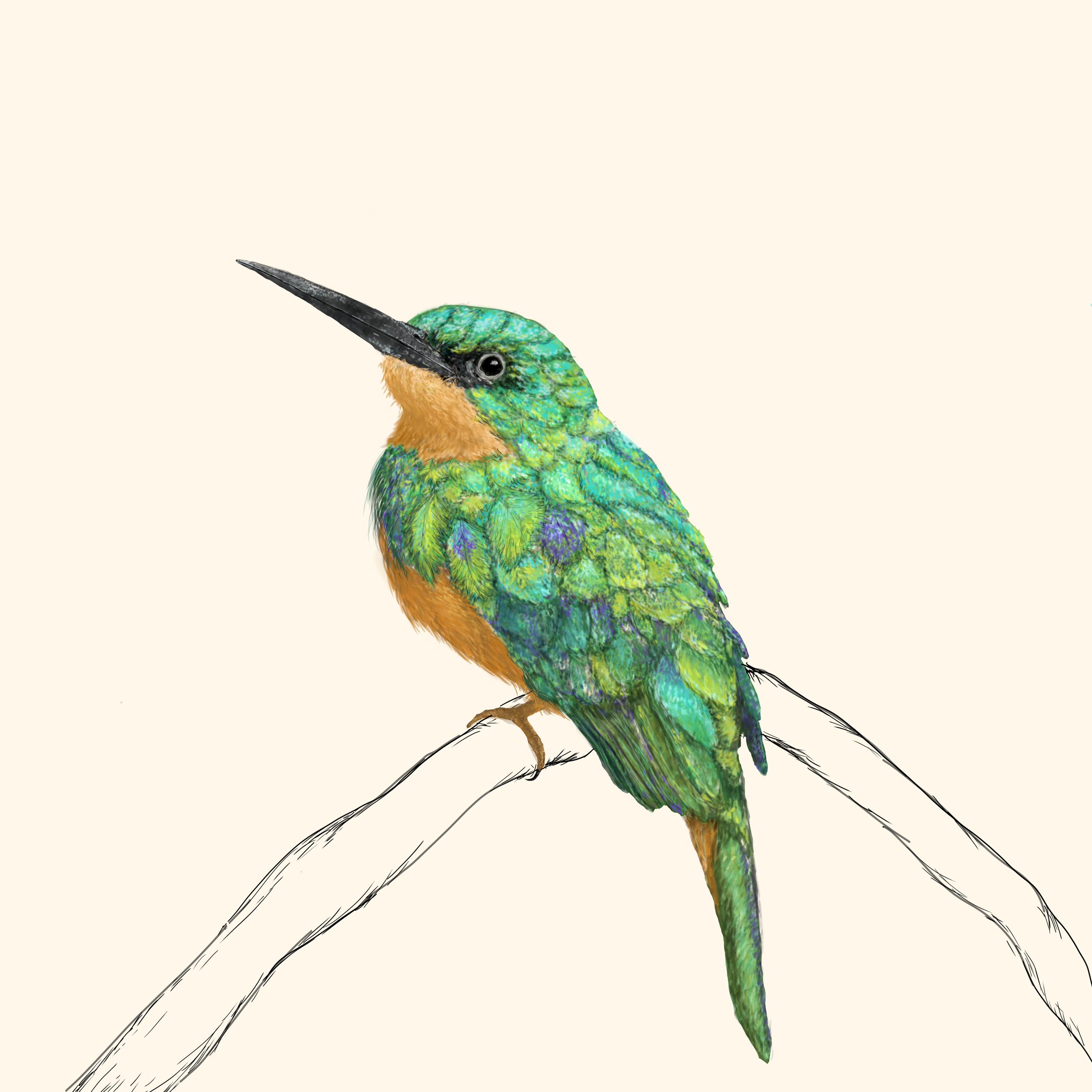 pajaro dibujo color -nh (1).png