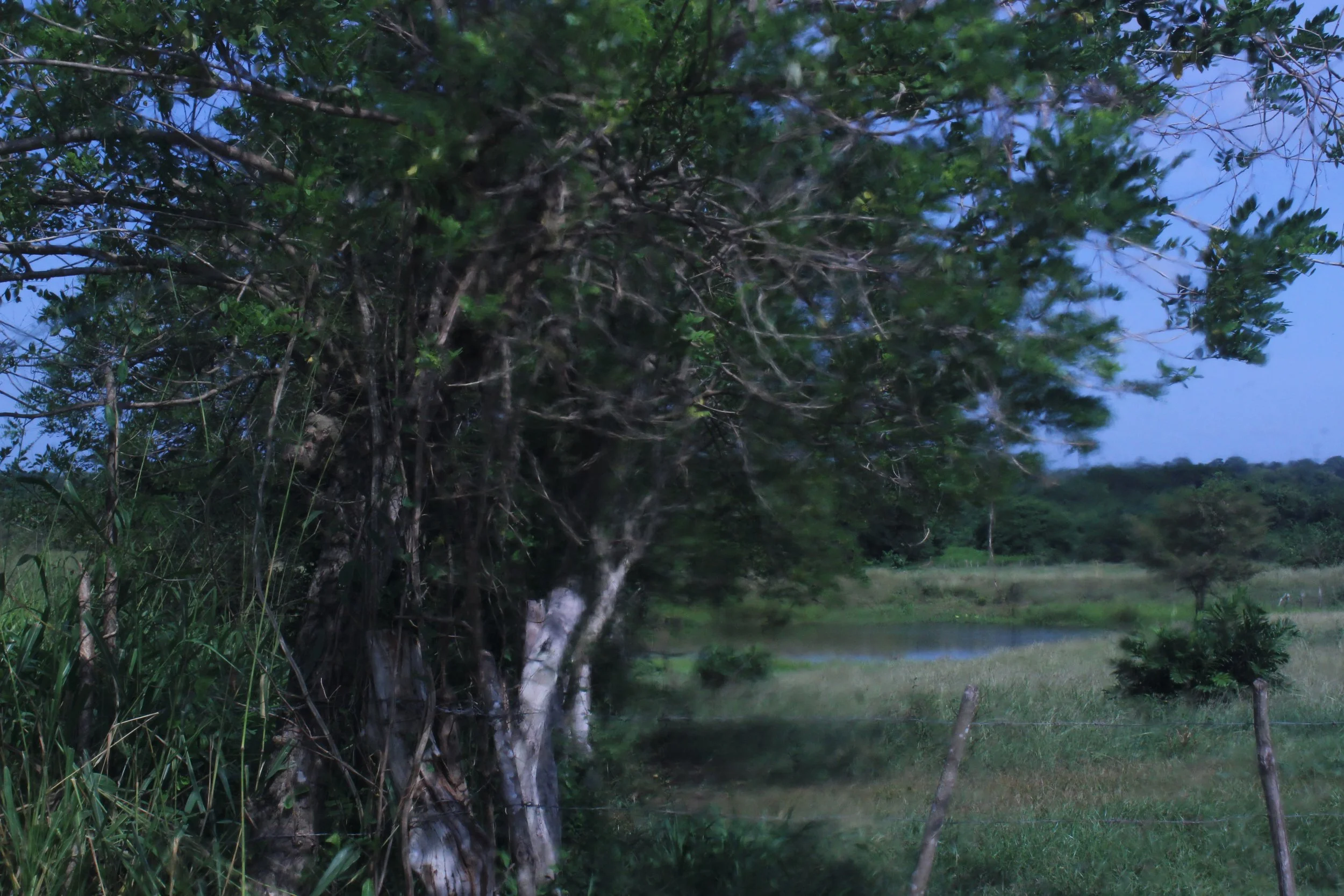 A tree with multiple branches and green leaves in a rural landscape with grass, a barbed wire fence, and a pond in the background under a partly cloudy sky.