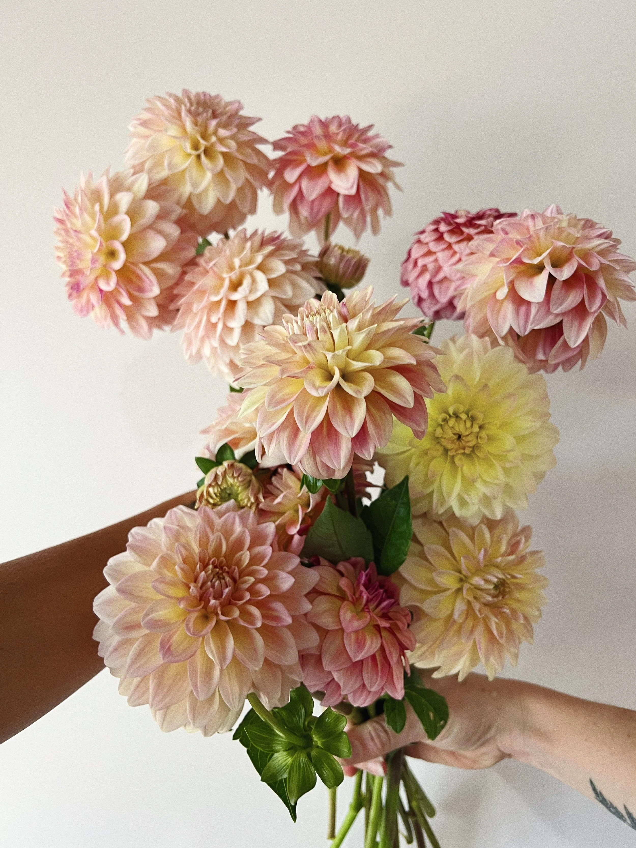 Floral stems