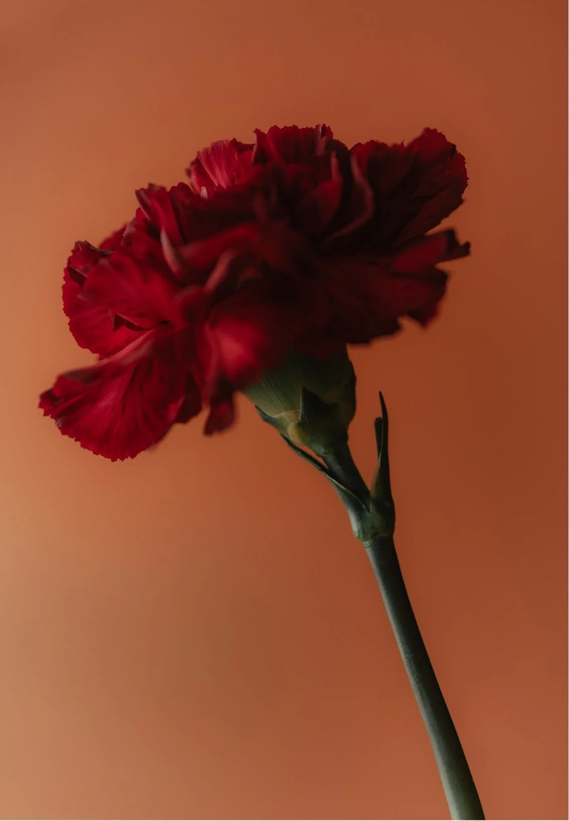 A close-up of a red carnation flower against a warm orange background.