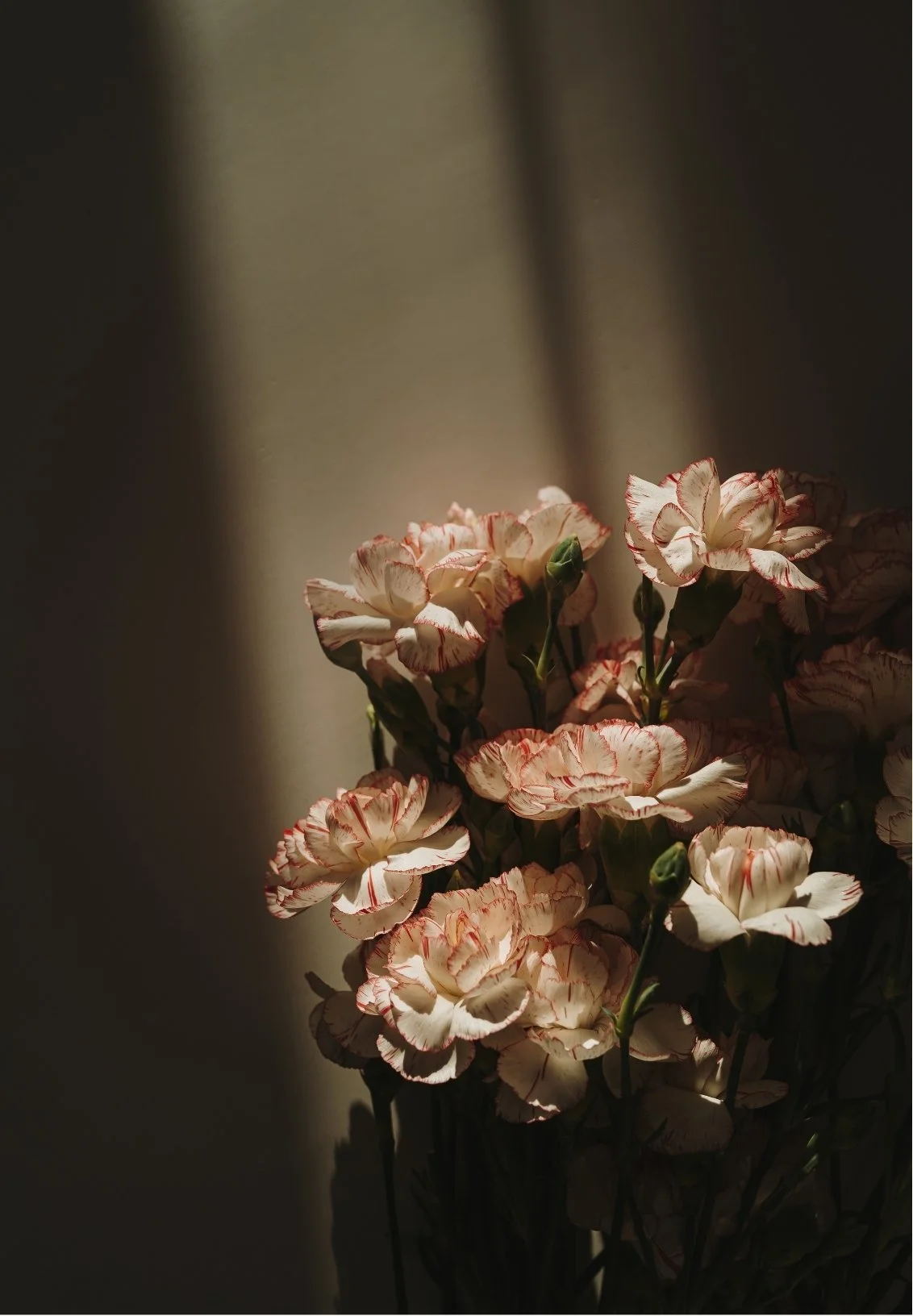 Pink and white striped carnations in shadowed light.