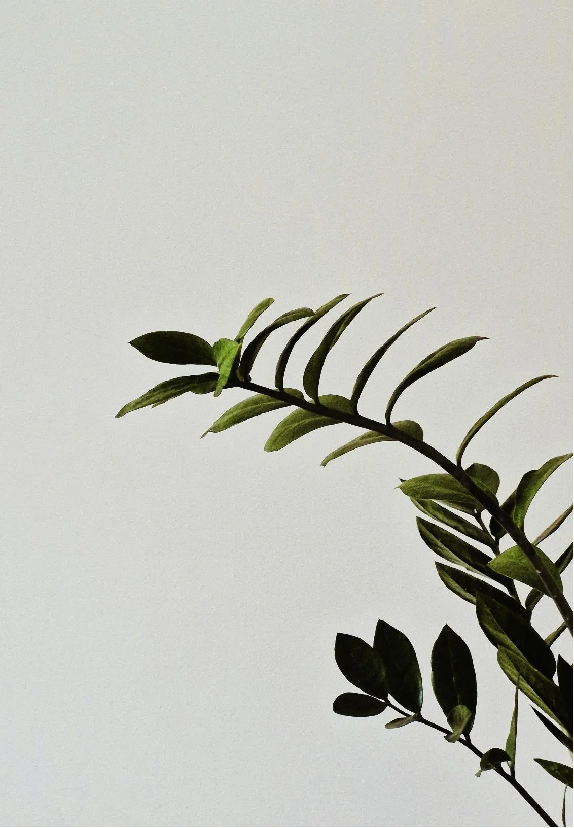 A green leafy plant branch with multiple small, elongated leaves against a plain, light background.