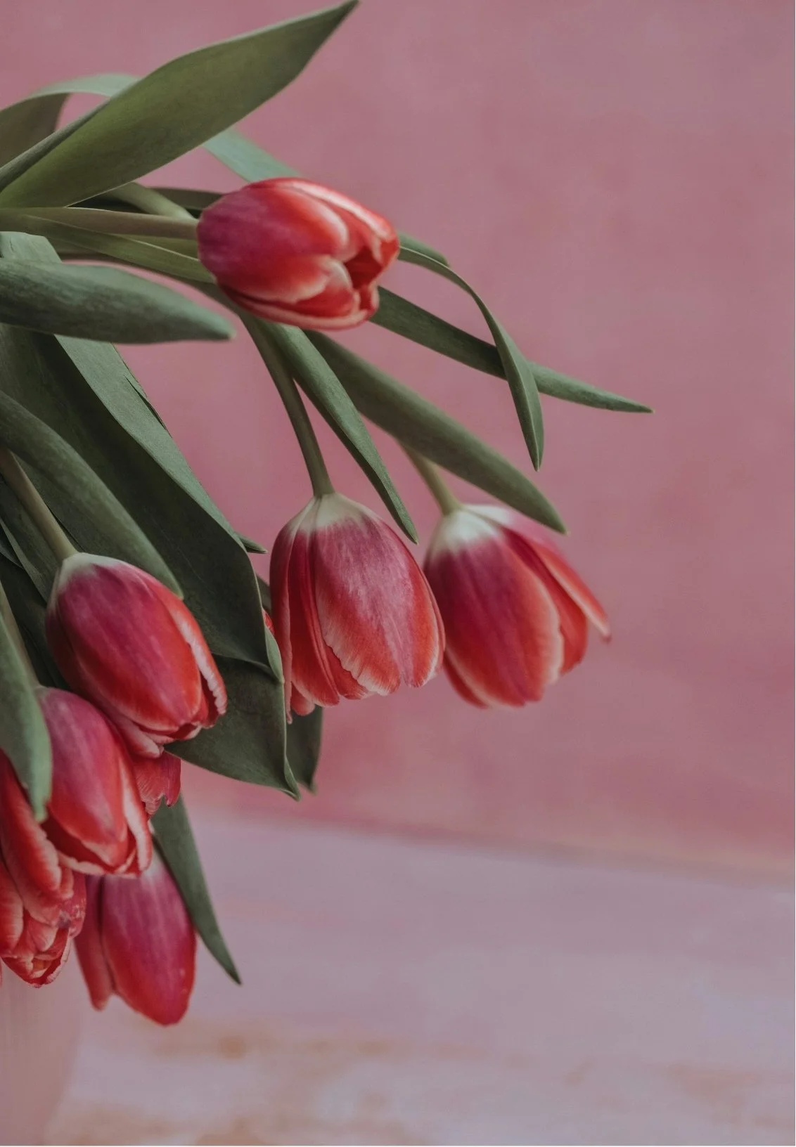 Close-up of pink tulips with green leaves against a pink background.