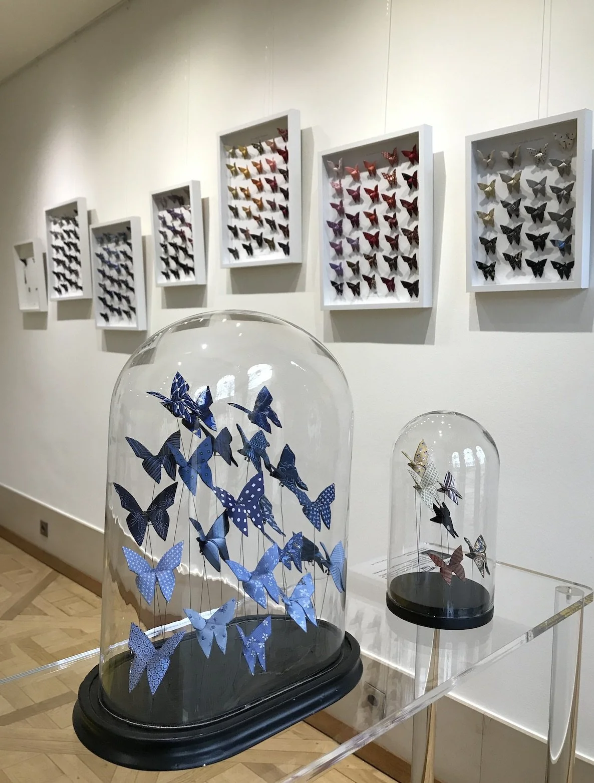 Exposition de papillons colorés sous cloches en verre, affichés en plusieurs cadres sur le mur.