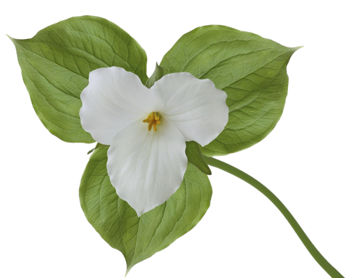 White trillium flower with green leaves, representing natural growth and the foundation of thoughtful brand building