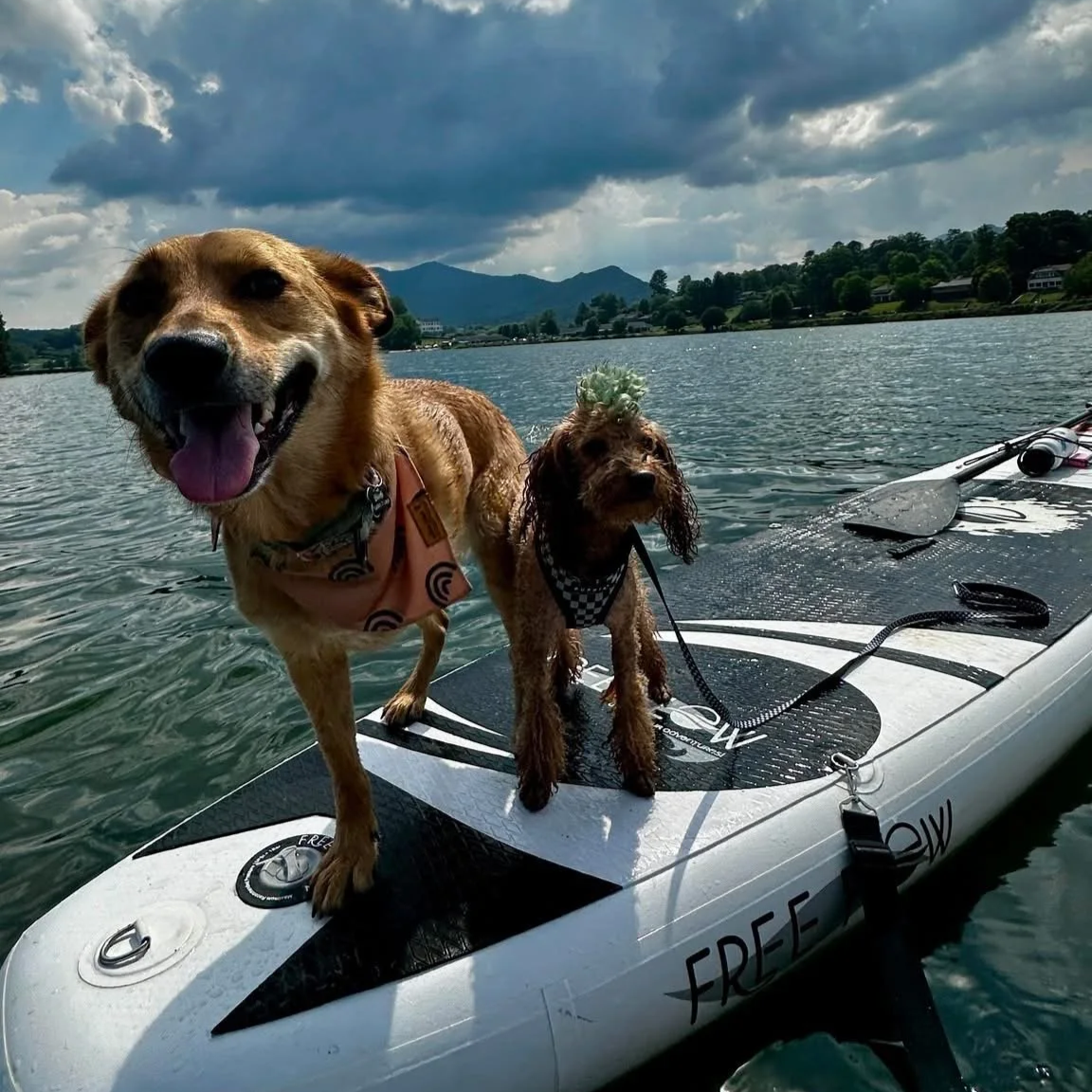 Two dogs standing on a paddleboard on a calm lake, reflecting the lifestyle and creativity behind Trillium Creative Studio in Asheville