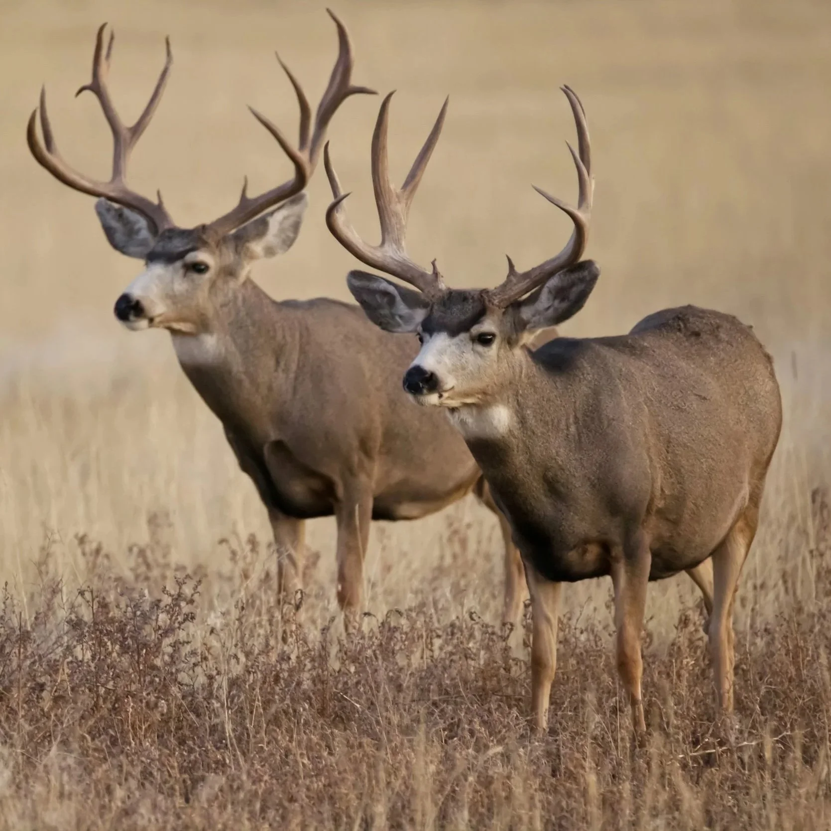 How to Field Dress a Deer For The Best Processing Results