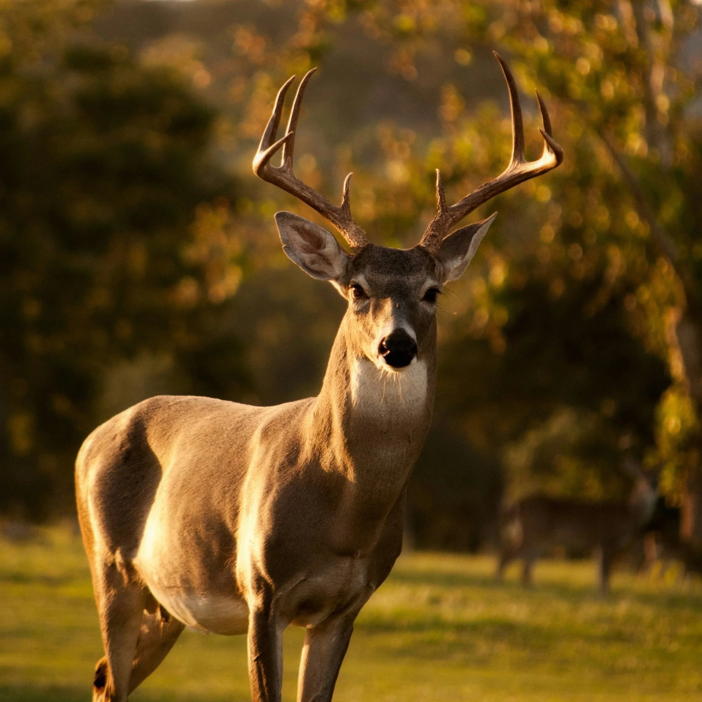 What To Do Immediately After Harvesting A Deer