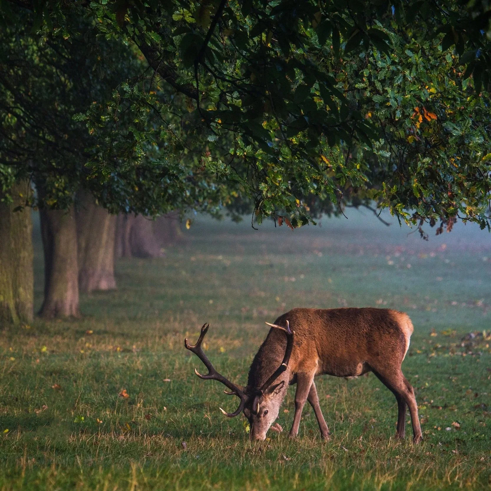 When To Call Your Deer Processor (And Why It Matters)