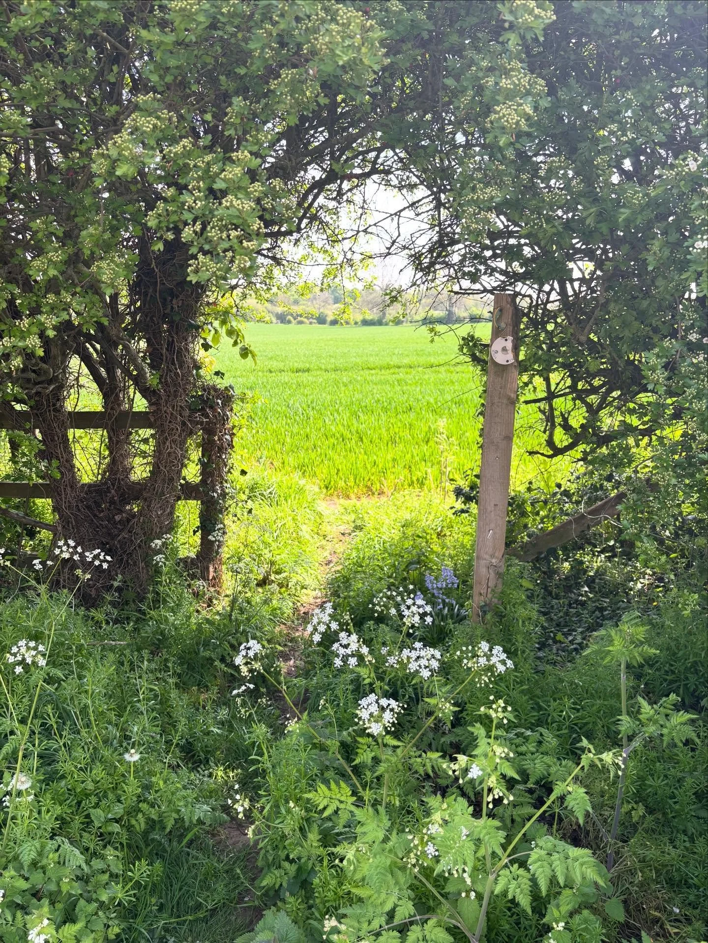 Sometimes you just need to go out for a walk, and the countryside is looking particularly lush at the moment (apart from the hayfever!)

#walking #countryside #verdant #mindfulness #hayfever