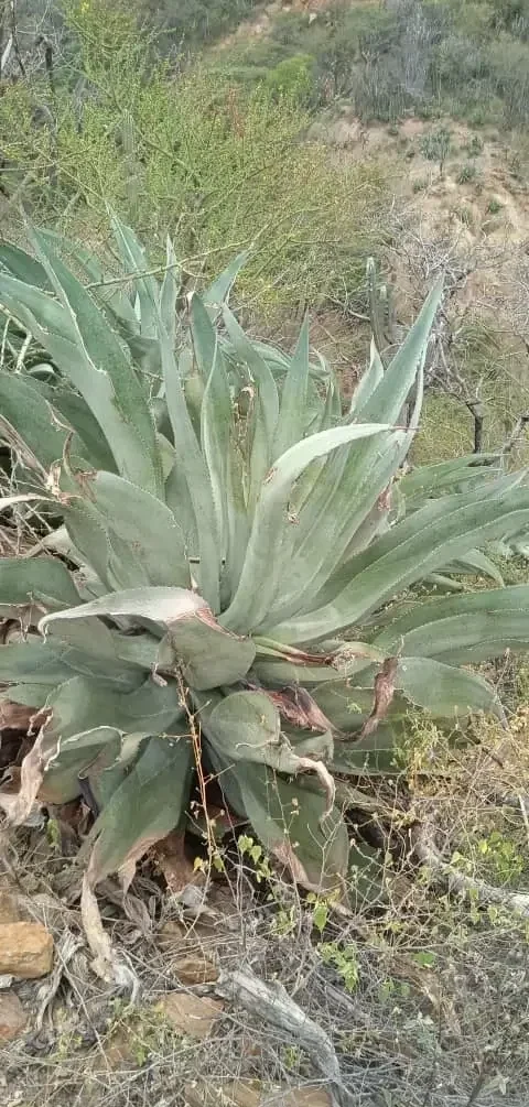 Planta de agave silvestre, símbolo del patrimonio natural y cultural de la región de Lara.