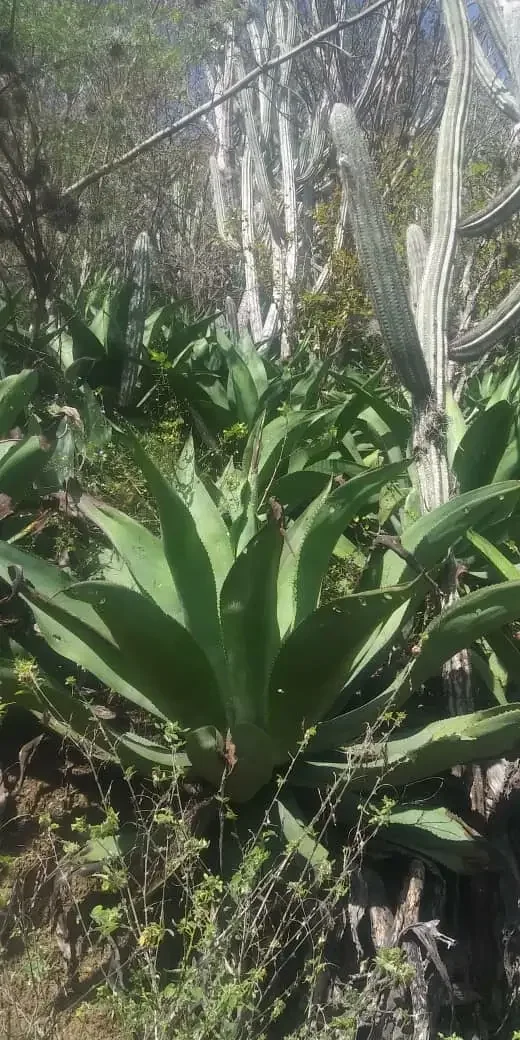 Detalle de las hojas y pencas de una planta de agave, mostrando su estructura fibrosa y resistencia.