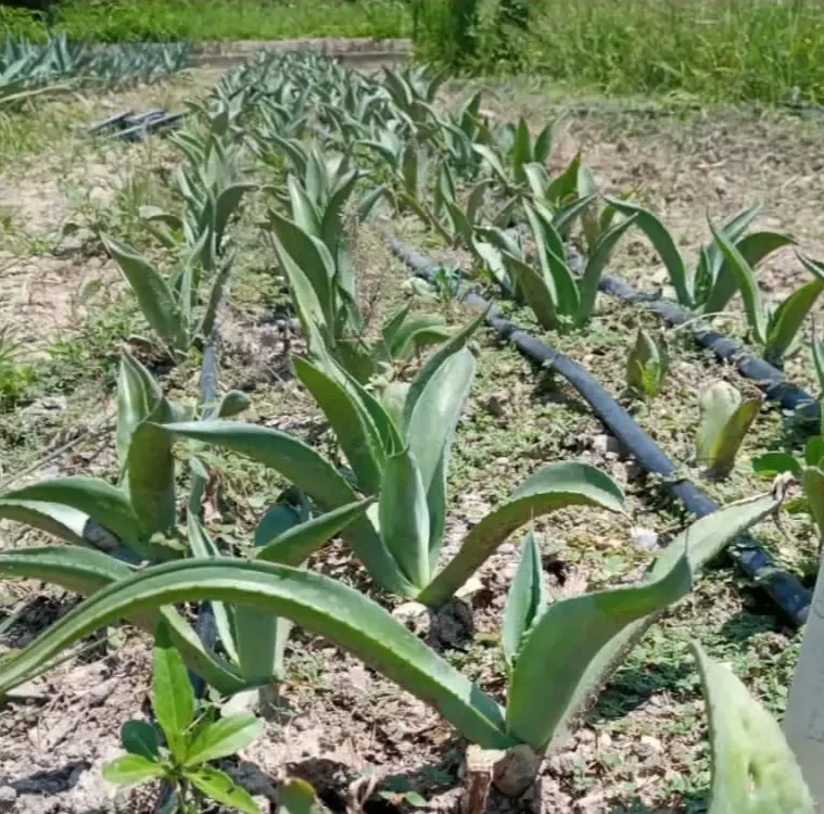 Ejemplar de Agave cocui, especie fundamental para la Denominación de Origen del Cocuy de Pecaya (si aplica, o Cocuy de Lara).