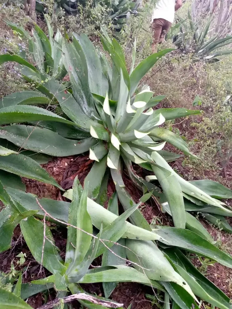 Campo de agave al atardecer, resaltando la belleza del paisaje donde nace el cocuy.