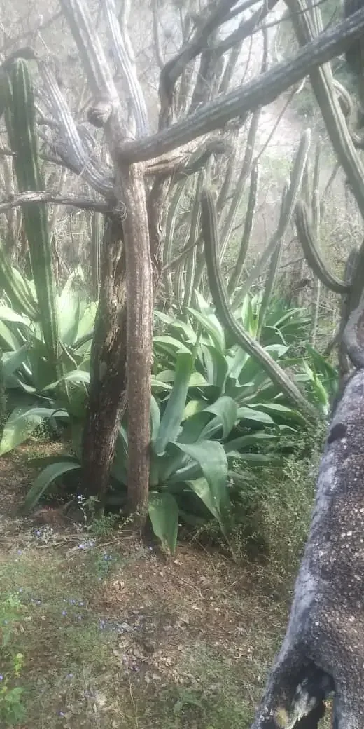 Primer plano de una planta madura de Agave cocui en su hábitat natural en el Estado Lara.
