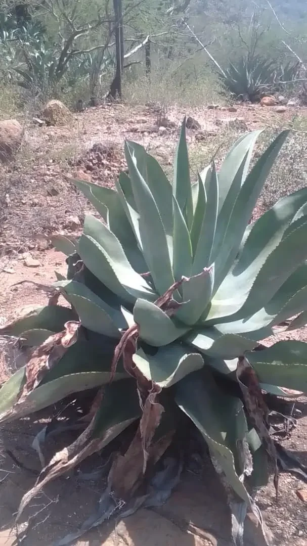 Vista panorámica de un cultivo sostenible de agave, base de la industria del cocuy larense.