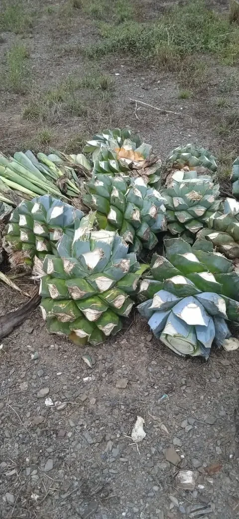 Primer plano de una piña de agave cocui jimada, lista para el proceso de horneado artesanal.