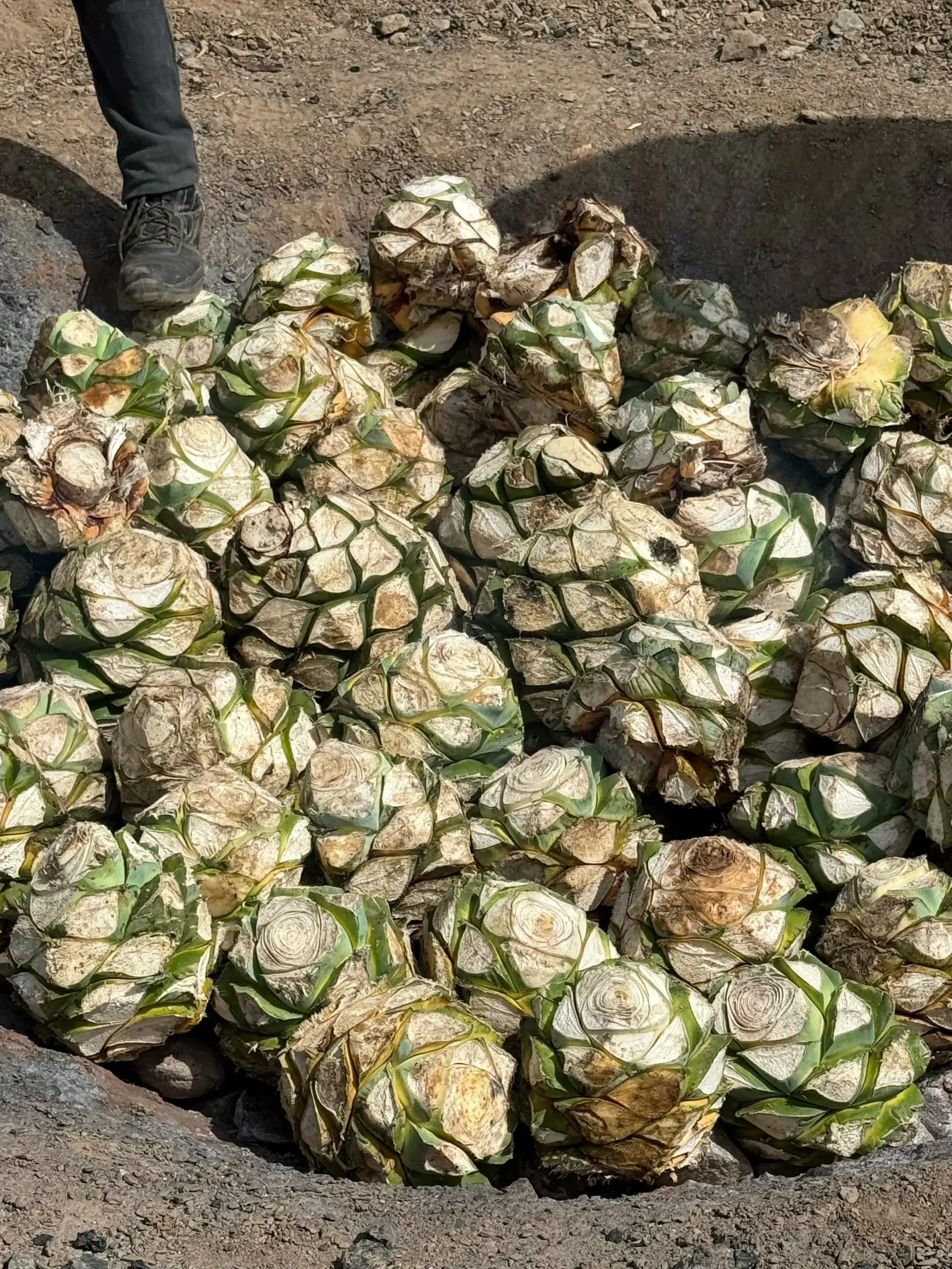Vista detallada de piñas de agave seleccionadas, preparadas para la cocción en horno de tierra.
