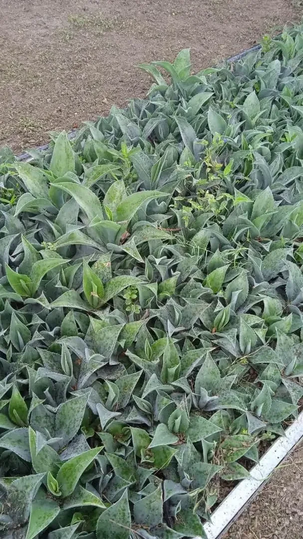 La planta de agave como protagonista del Agave Fest 2026, el evento que celebra el cocuy venezolano.