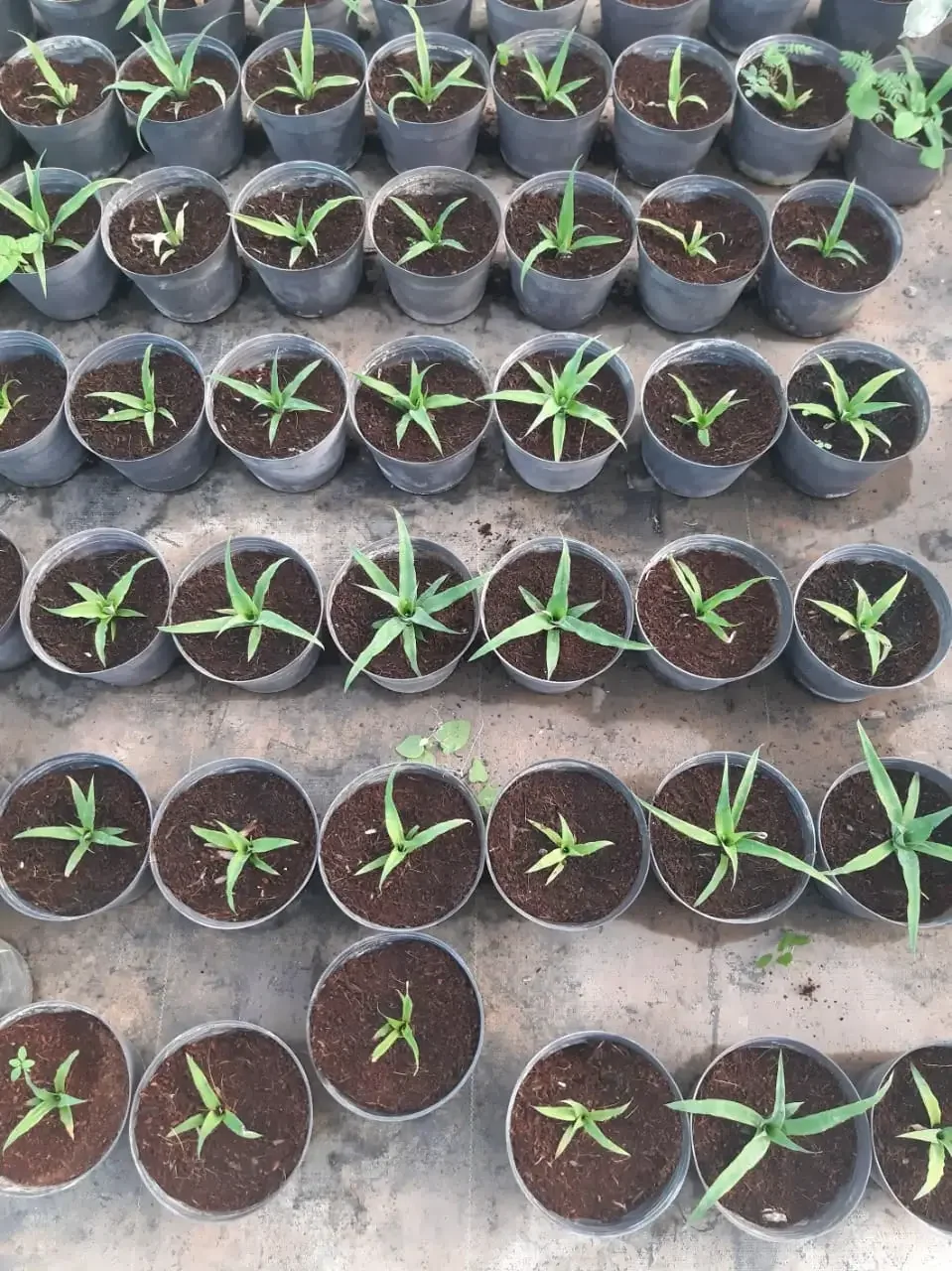 Plantas jóvenes de agave en crecimiento, mostrando el ciclo de vida de la materia prima del cocuy.