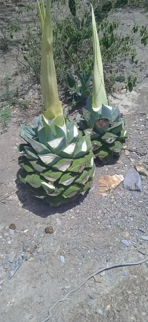 Primer plano de una piña de agave cocui jimada, lista para el proceso de horneado artesanal.