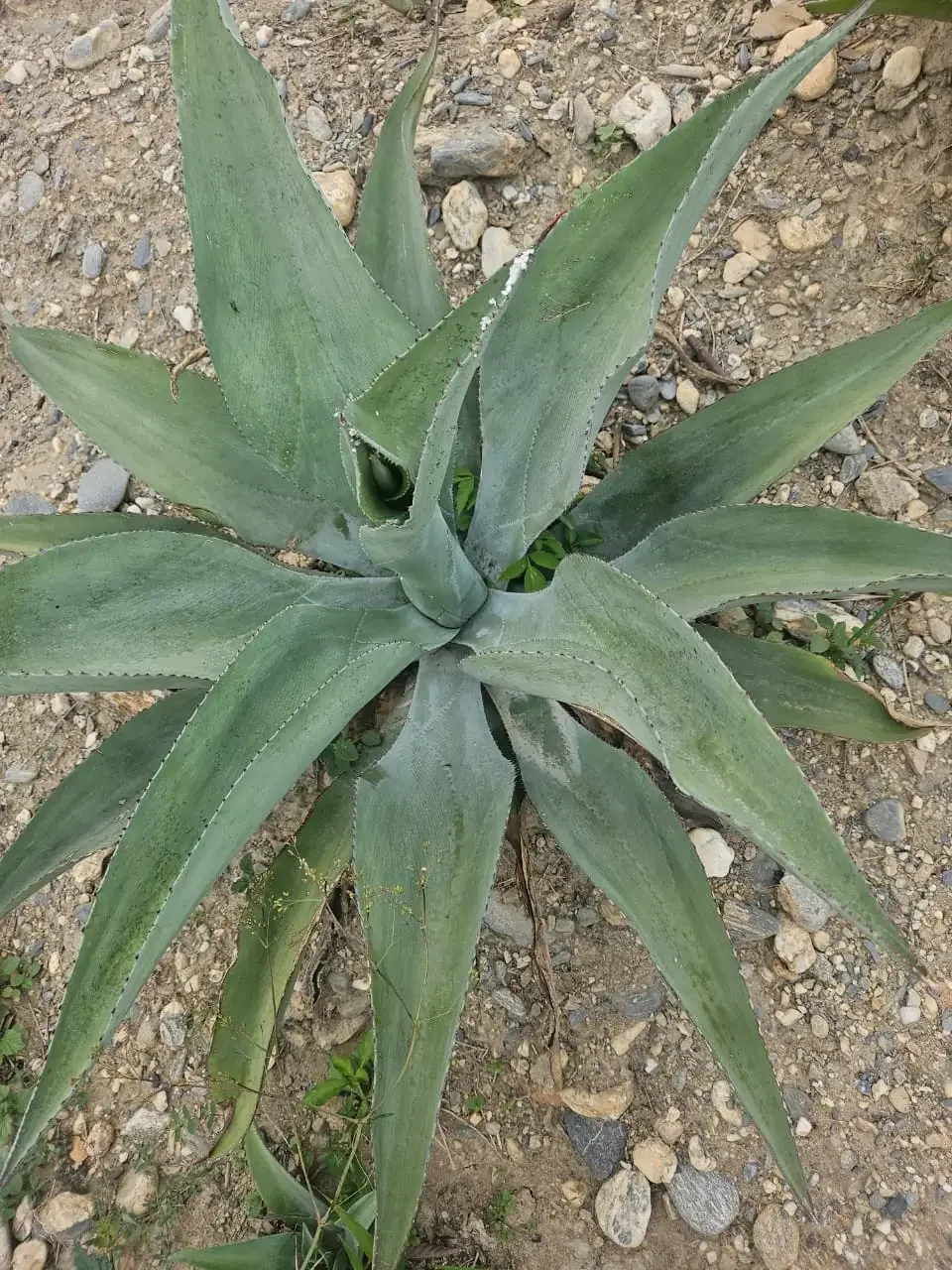 Planta de agave cultivada de forma artesanal, siguiendo técnicas tradicionales de la región.
