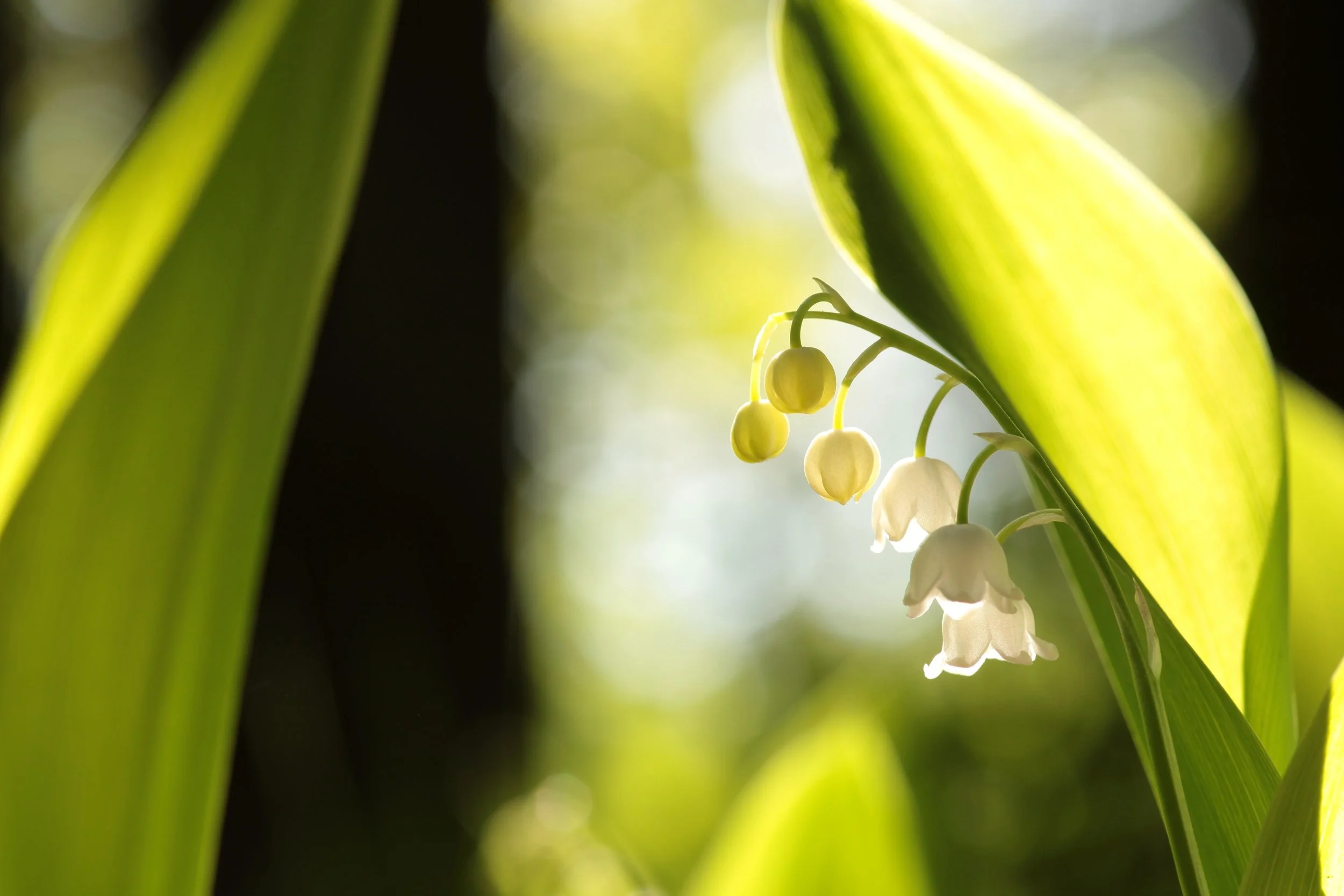vecteezy_lily-of-the-valley-in-the-morning-poland_69481886.jpg