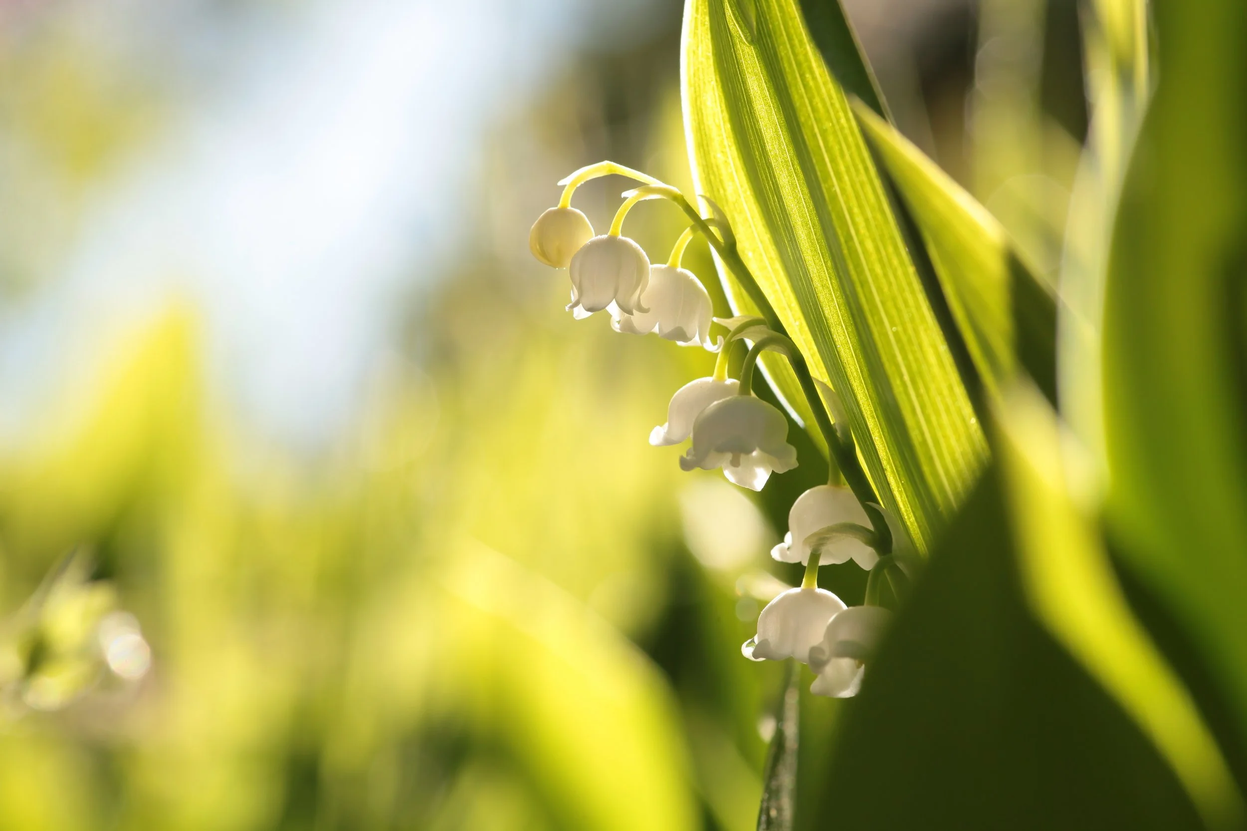 vecteezy_lily-of-the-valley_69481876.jpg