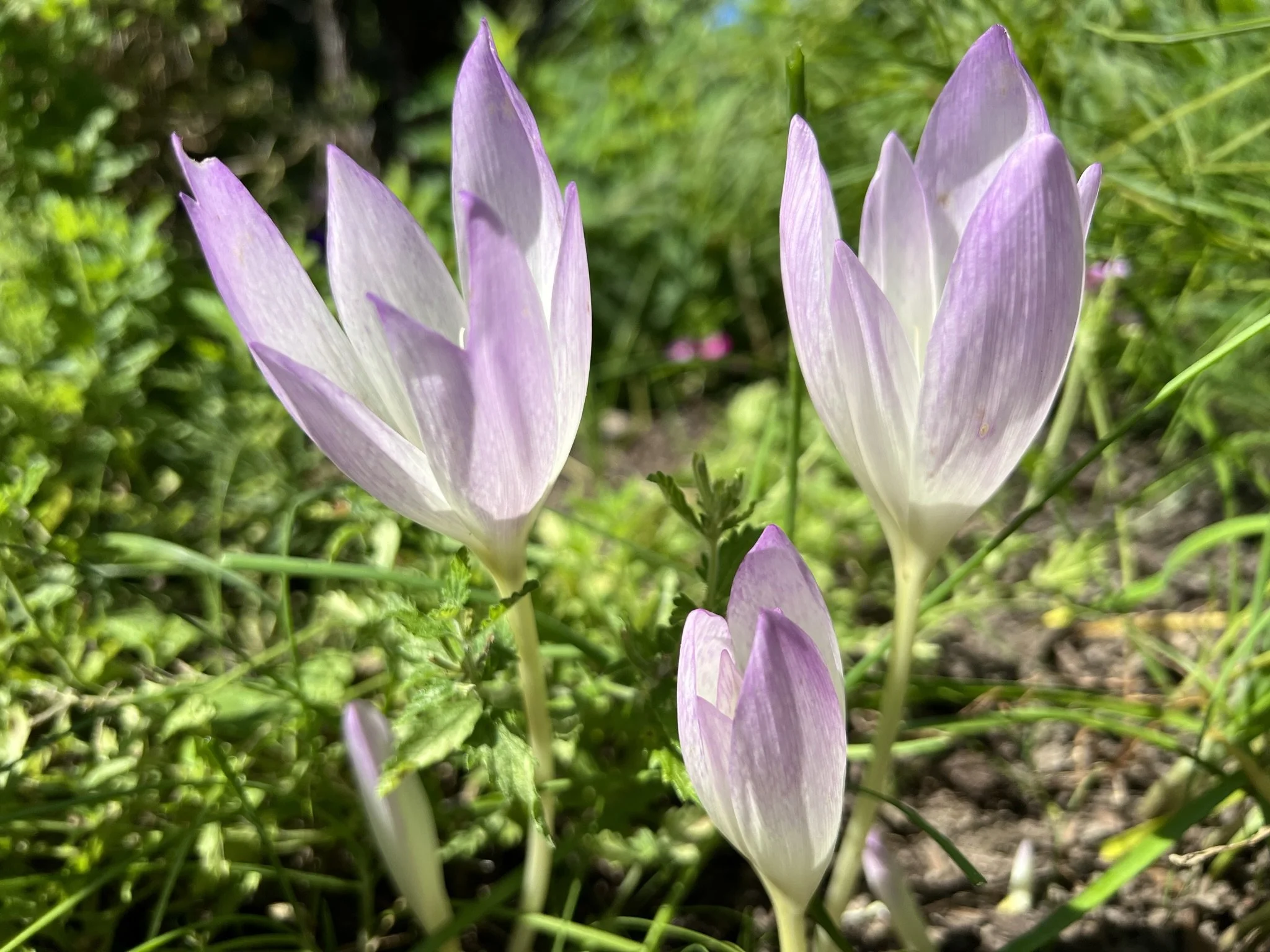 Notes From A Winter Garden