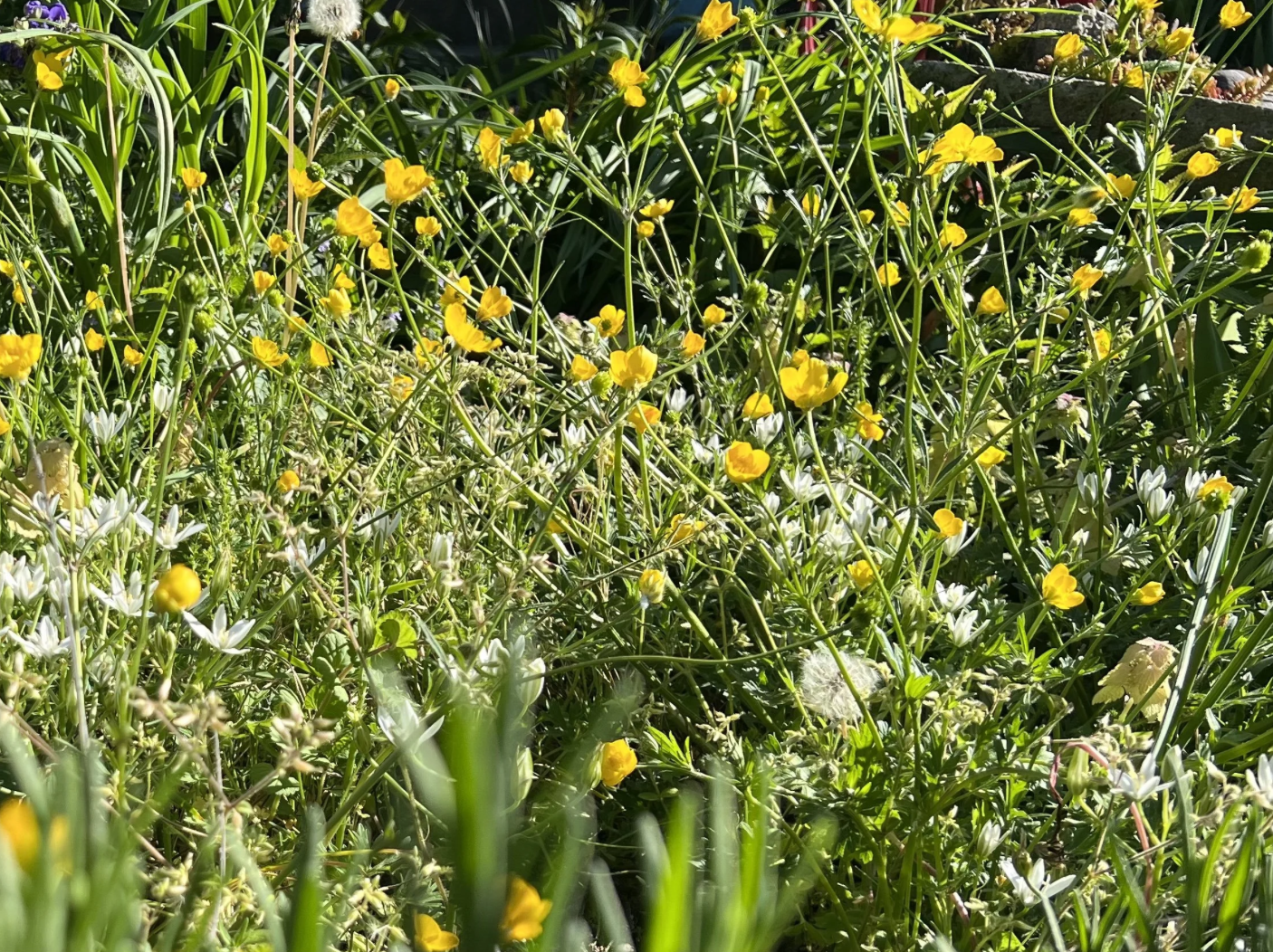 To Weed or Not to Weed