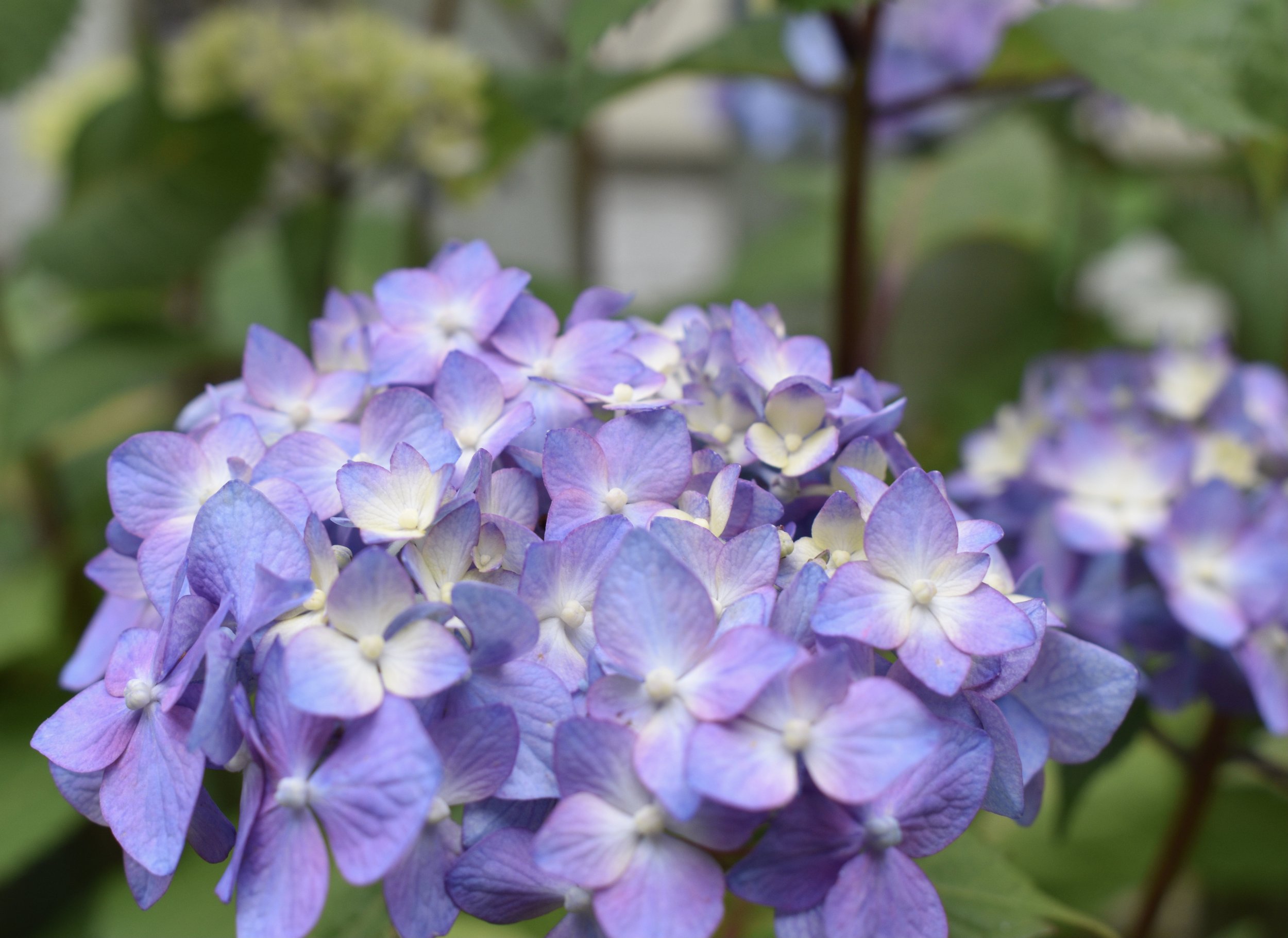 DSC_0333.JPEG