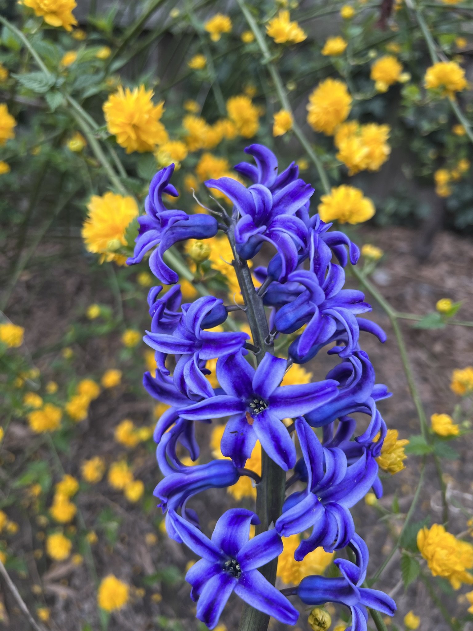 IMG_4933.JPEG