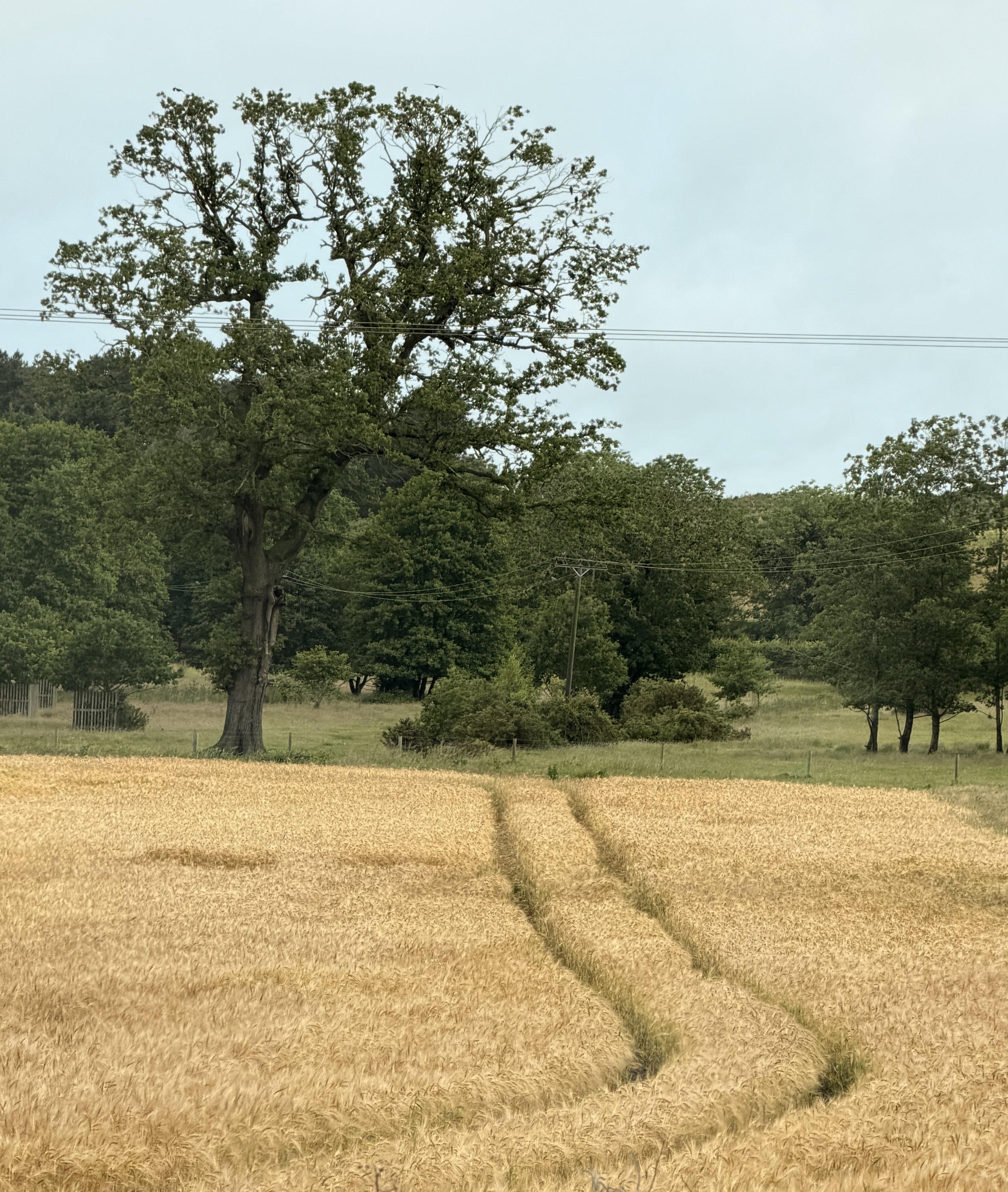 The Path That Stopped Me in My Tracks