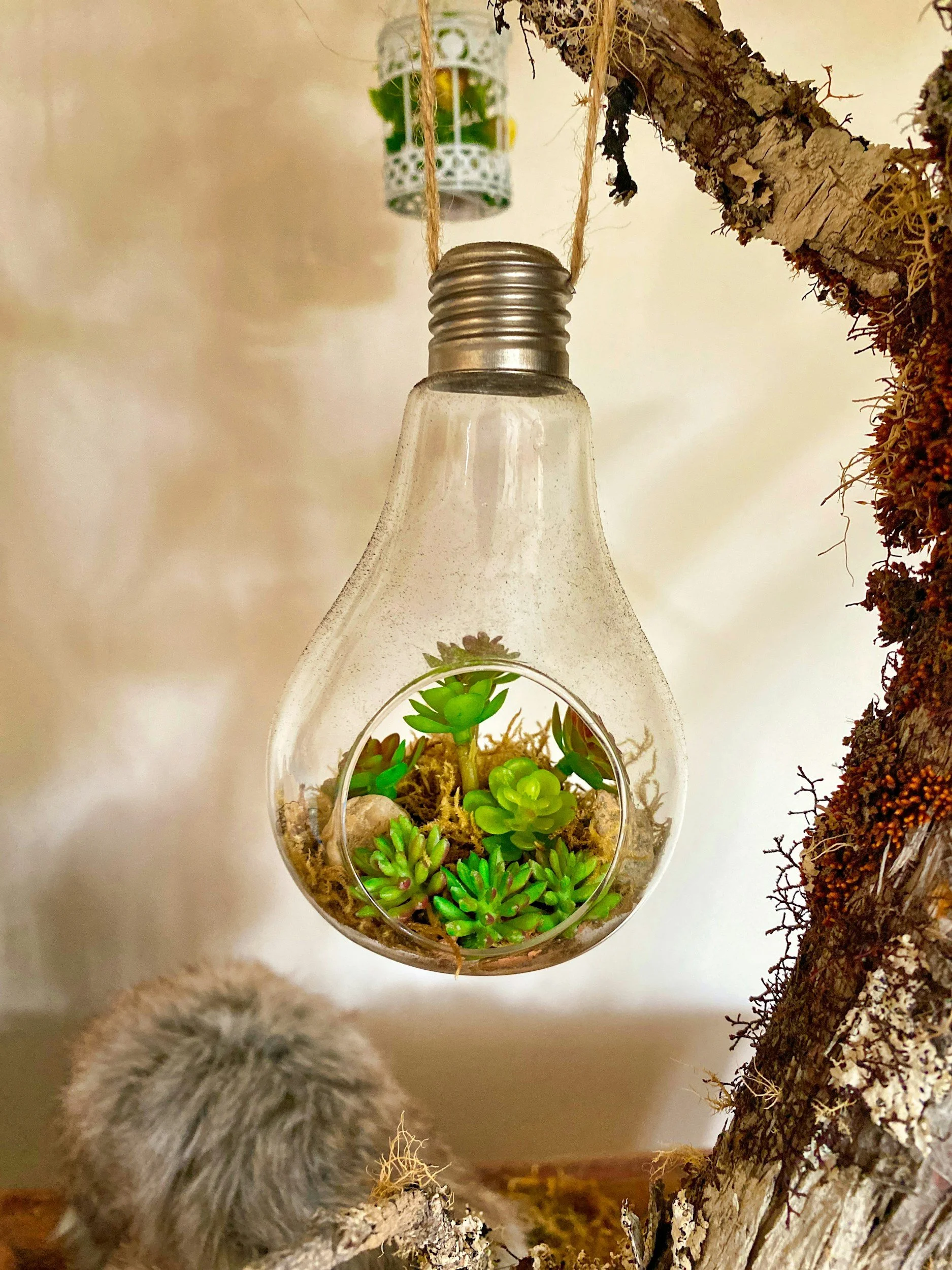 Een lichtpeertje die onderste boven hangt met vetplantjes erin.